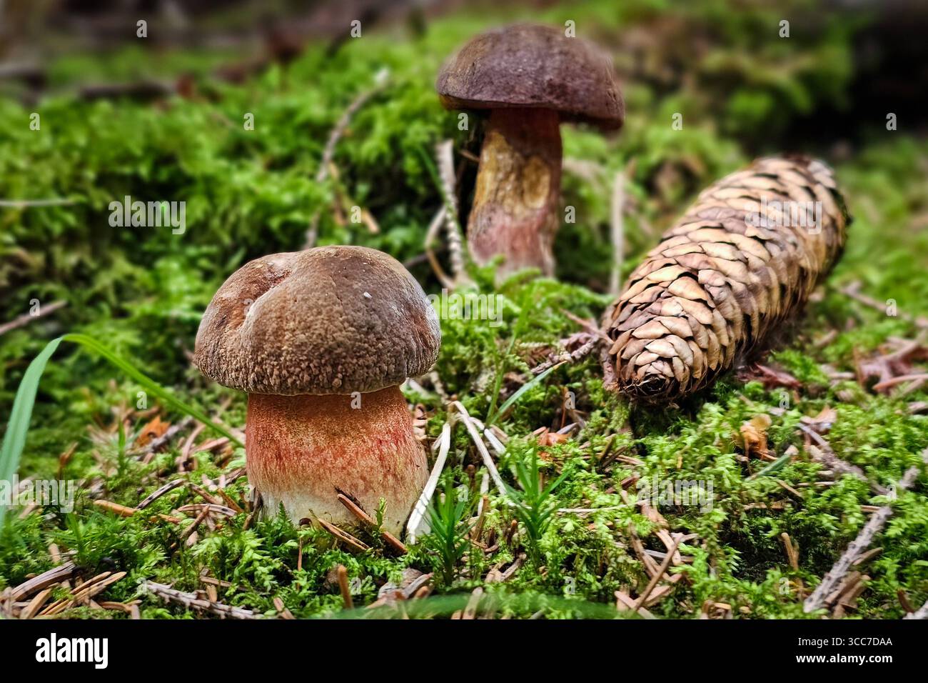 Frisch aus dem Boden gewachsene Flockenstielige Hexenröhrlinge Neoboletus eythropus, auch Schusterpilz, Tannenpilz oder Donnerpilz genannt, stehen in einem Wald bei Annaberg-Buchholz. Im Erzgebirge Hat die Pilzsaison begonnen, nach dem feuchten Wetter der letzten Tage wachsen jetzt viele Pilze. Der Flockenstielige Hexenröhrling ist ein beliebter Speispilz roh aber unverträglich. Annaberg-Buchholz Sachsen Deutschland *** le streghe a fiocco appena coltivate boletus Neoboletus eythropus , chiamate anche funghi ciabattini, funghi di abete o funghi tuoni, si trovano in una foresta vicino ad Annaberg Buchho Foto Stock
