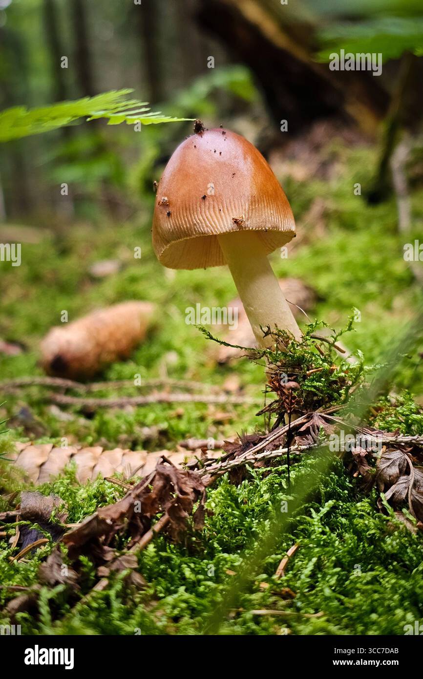 Ein frisch aus dem Boden gewachsener Rotbrauner Scheidenstreifling Amanita fulva steht in einem Wald bei Annaberg-Buchholz. Im Erzgebirge Hat die Pilzsaison begonnen, nach dem feuchten Wetter der letzten Tage wachsen jetzt viele Pilze. Der Rotbraune Scheidenstreifling ist ein essbarer Pilz, aber roh unverträglich. Annaberg-Buchholz Sachsen Deutschland *** Un fungo di sciabola rosso-marrone appena coltivato Amanita fulva sorge in una foresta vicino Annaberg Buchholz la stagione dei funghi è iniziata nei Monti ore, dopo il tempo umido degli ultimi giorni molti funghi stanno ora coltivando il rosso-marrone sc Foto Stock