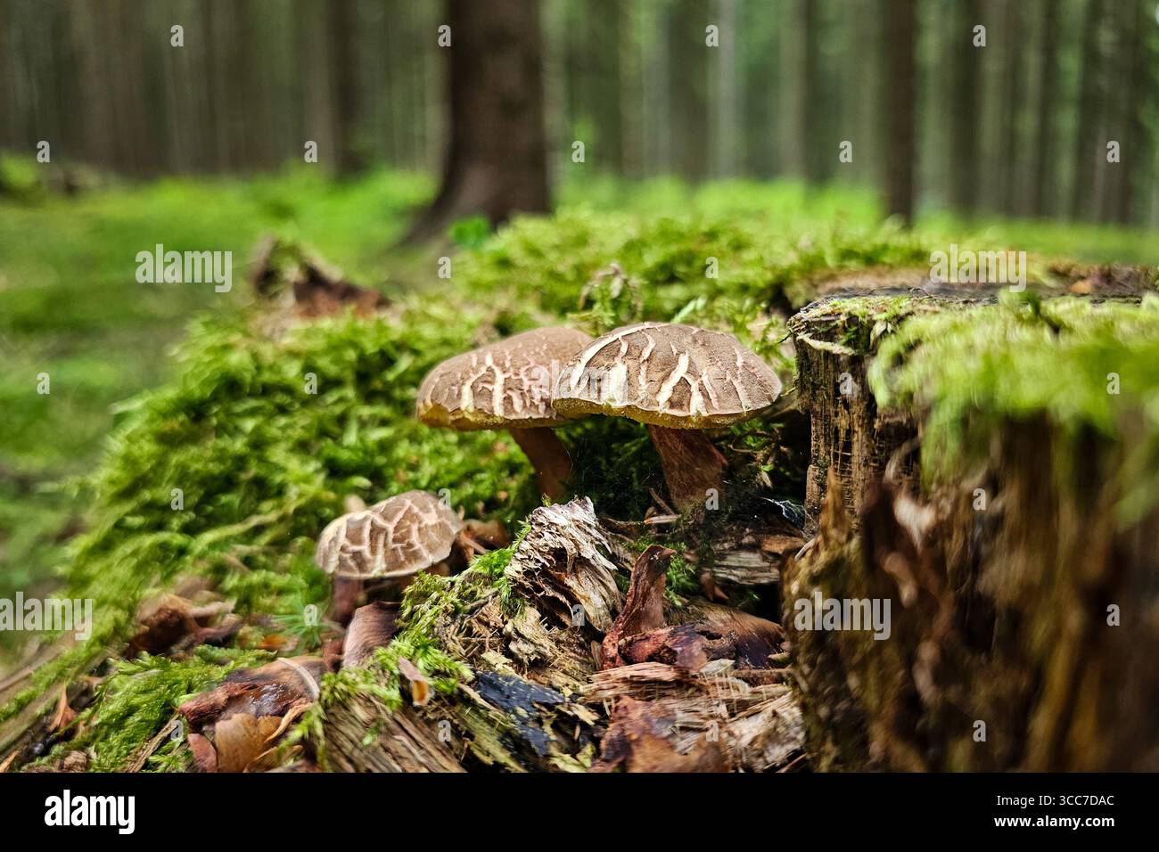 Ein Gruppe frisch aus dem Boden gewachsene Rotfußröhrlinge Xerocomellus chrysenteron, auch Ziegenlippe genannt, steht in einem Wald bei Annaberg-Buchholz. Im Erzgebirge Hat die Pilzsaison begonnen, nach dem feuchten Wetter der letzten Tage wachsen jetzt viele Pilze. Der Rotfußröhrling ist ein beliebter und häufiger Speispilz. Annaberg-Buchholz Sachsen Deutschland *** Un gruppo di boleti dai piedi rossi di recente coltivazione Xerocomellus chrysenteron , chiamato anche labbro di capre, si trova in una foresta vicino ad Annaberg Buchholz nei Monti delle ore la stagione dei funghi è iniziata, dopo il tempo piovoso degli ultimi giorni Foto Stock