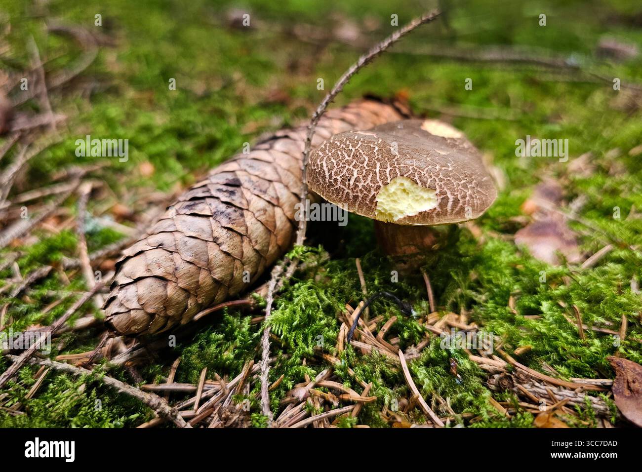 Ein frisch aus dem Boden gewachsener Rotfußröhrling Xerocomellus chrysenteron, auch Ziegenlippe genannt, steht in einem Wald bei Annaberg-Buchholz. Im Erzgebirge Hat die Pilzsaison begonnen, nach dem feuchten Wetter der letzten Tage wachsen jetzt viele Pilze. Der Rotfußröhrling ist ein beliebter und häufiger Speispilz. Annaberg-Buchholz Sachsen Deutschland *** Un boletus Xerocomellus chrysenteron, detto anche labbro di capra, appena coltivato, sorge in una foresta vicino ad Annaberg Buchholz nei Monti dell'ore la stagione dei funghi è iniziata, dopo il clima umido degli ultimi giorni, molti funghi Foto Stock