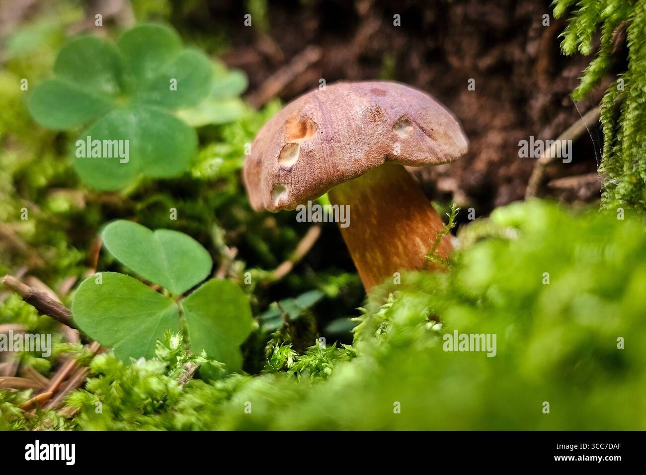 Ein frisch aus dem Boden gewachsener Maronenröhrling Imleria badia, auch Marone und Braunkappe genannt, steht zwischen Sauerklee Pflanzen in einem Wald bei Annaberg-Buchholz. Im Erzgebirge Hat die Pilzsaison begonnen, nach dem feuchten Wetter der letzten Tage wachsen jetzt viele Pilze. Der Maronenröhrling ist ein guter Speispilz. Annaberg-Buchholz Sachsen Deutschland *** Un boletto di castagno Imleria badia, chiamato anche castagno e berretto bruno, appena coltivato dal terreno, si trova tra le piante di legno di ciottoli in una foresta vicino ad Annaberg Buchholz nei Monti Ore la stagione dei funghi è iniziata, afte Foto Stock