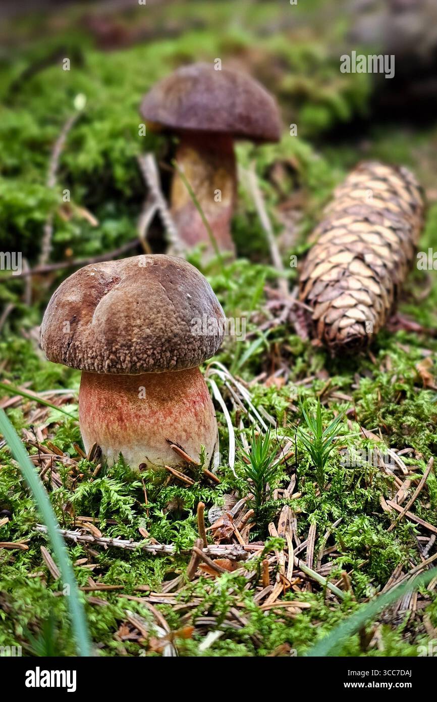 Frisch aus dem Boden gewachsene Flockenstielige Hexenröhrlinge Neoboletus eythropus, auch Schusterpilz, Tannenpilz oder Donnerpilz genannt, stehen in einem Wald bei Annaberg-Buchholz. Im Erzgebirge Hat die Pilzsaison begonnen, nach dem feuchten Wetter der letzten Tage wachsen jetzt viele Pilze. Der Flockenstielige Hexenröhrling ist ein beliebter Speispilz roh aber unverträglich. Annaberg-Buchholz Sachsen Deutschland *** le streghe a fiocco appena coltivate boletus Neoboletus eythropus , chiamate anche funghi ciabattini, funghi di abete o funghi tuoni, si trovano in una foresta vicino ad Annaberg Buchho Foto Stock