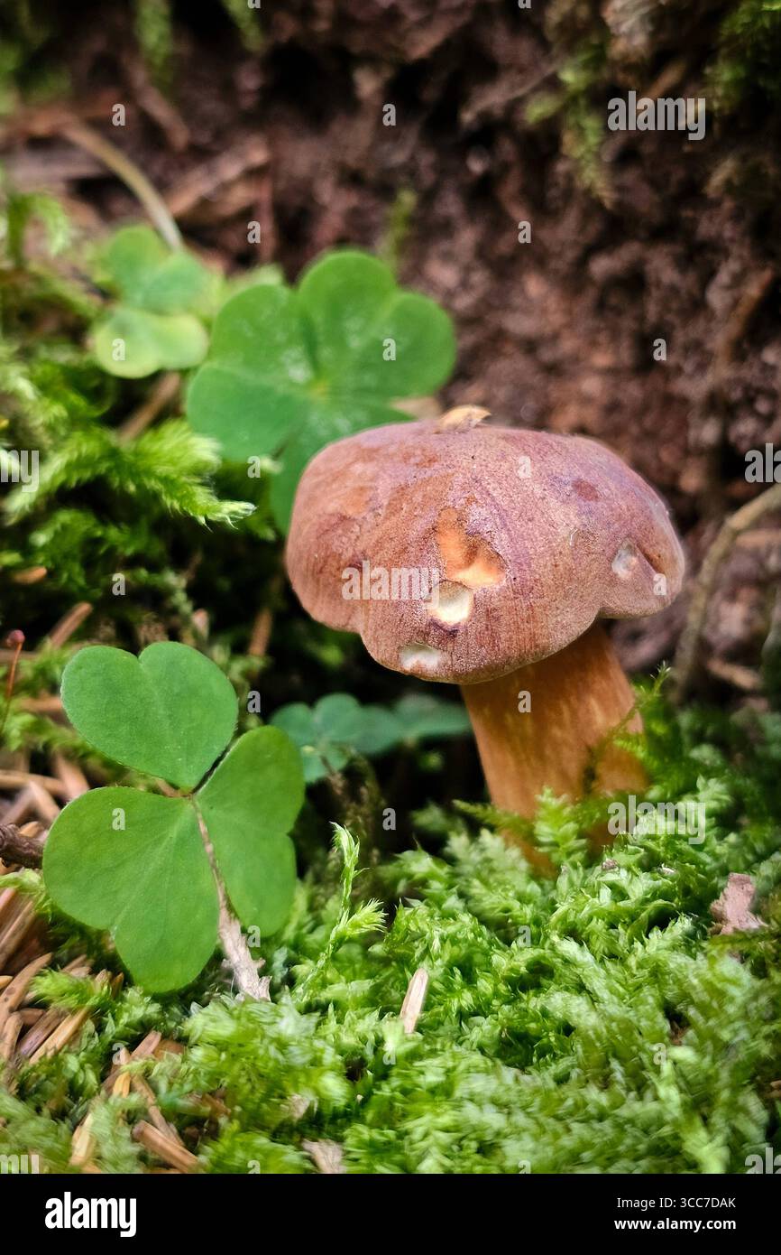 Ein frisch aus dem Boden gewachsener Maronenröhrling Imleria badia, auch Marone und Braunkappe genannt, steht zwischen Sauerklee Pflanzen in einem Wald bei Annaberg-Buchholz. Im Erzgebirge Hat die Pilzsaison begonnen, nach dem feuchten Wetter der letzten Tage wachsen jetzt viele Pilze. Der Maronenröhrling ist ein guter Speispilz. Annaberg-Buchholz Sachsen Deutschland *** Un boletto di castagno Imleria badia, chiamato anche castagno e berretto bruno, appena coltivato dal terreno, si trova tra le piante di legno di ciottoli in una foresta vicino ad Annaberg Buchholz nei Monti Ore la stagione dei funghi è iniziata, afte Foto Stock