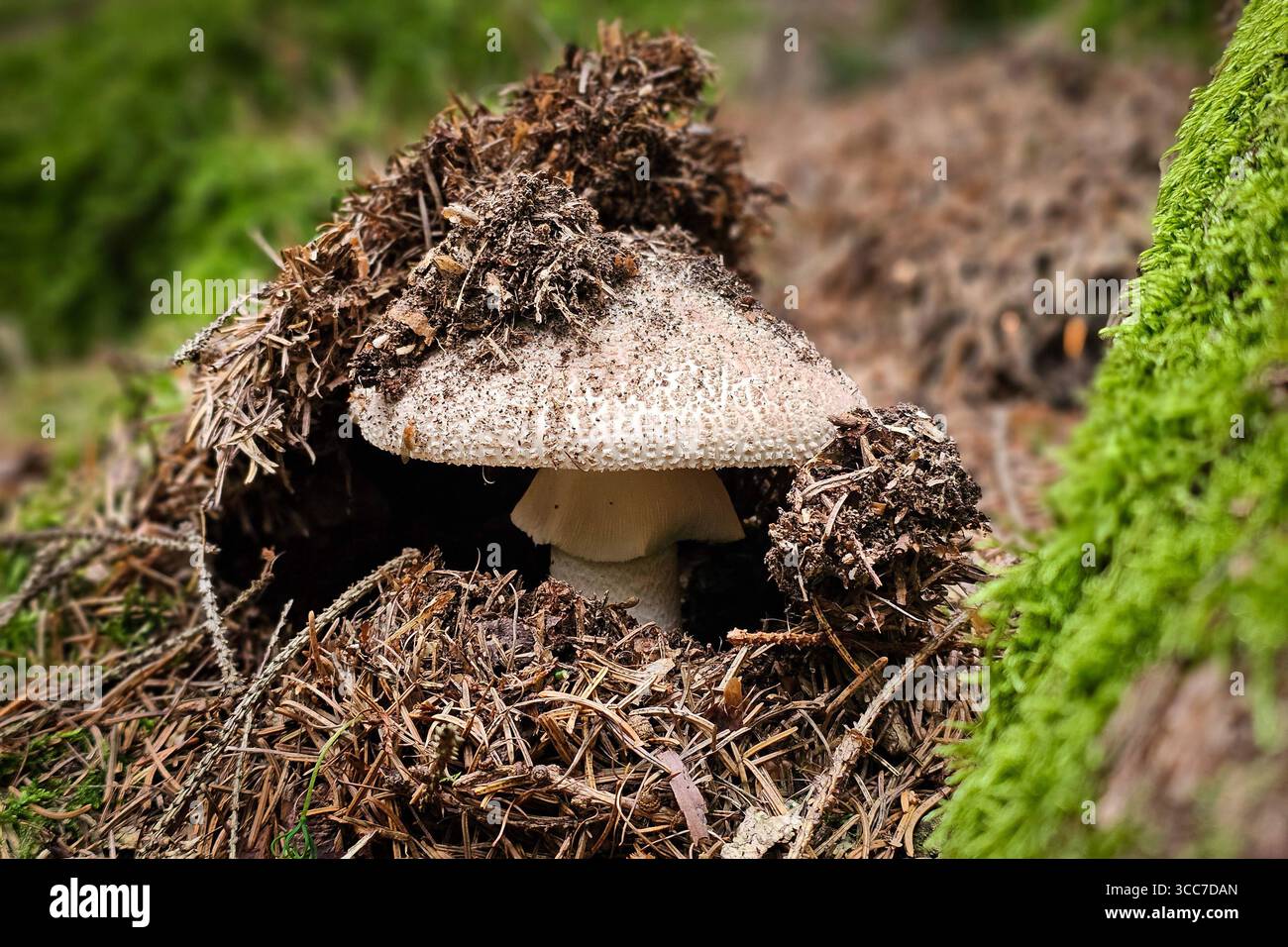 Ein frisch aus dem Boden gewachsener Perlpilz Amanita rubescens, auch Rötender Wulstling genannt, steht in einem Wald bei Annaberg-Buchholz. Im Erzgebirge Hat die Pilzsaison begonnen, nach dem feuchten Wetter der letzten Tage wachsen jetzt viele Pilze. Der Perlpilz ist ein gute Speisepilz kann aber leicht mit dem giftigen Pantherpilz verwechselt werden. Annaberg-Buchholz Sachsen Deutschland *** Un fungo di perle appena coltivato Amanita rubescens , chiamato anche fungo rossastro, sorge in una foresta vicino ad Annaberg Buchholz nell'Erzgebirge la stagione dei funghi è iniziata, dopo il tempo umido o Foto Stock