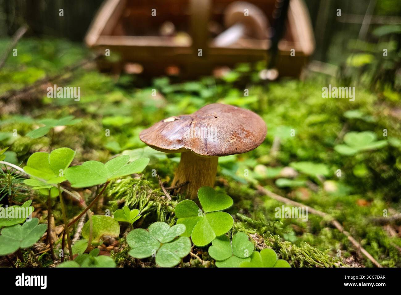 Ein frisch aus dem Boden gewachsener Maronenröhrling Imleria badia, auch Marone und Braunkappe genannt, steht zwischen Sauerklee Pflanzen in einem Wald bei Annaberg-Buchholz. Im Erzgebirge Hat die Pilzsaison begonnen, nach dem feuchten Wetter der letzten Tage wachsen jetzt viele Pilze. Der Maronenröhrling ist ein guter Speispilz. Annaberg-Buchholz Sachsen Deutschland *** Un boletto di castagno Imleria badia, chiamato anche castagno e berretto bruno, appena coltivato dal terreno, si trova tra le piante di legno di ciottoli in una foresta vicino ad Annaberg Buchholz nei Monti Ore la stagione dei funghi è iniziata, afte Foto Stock