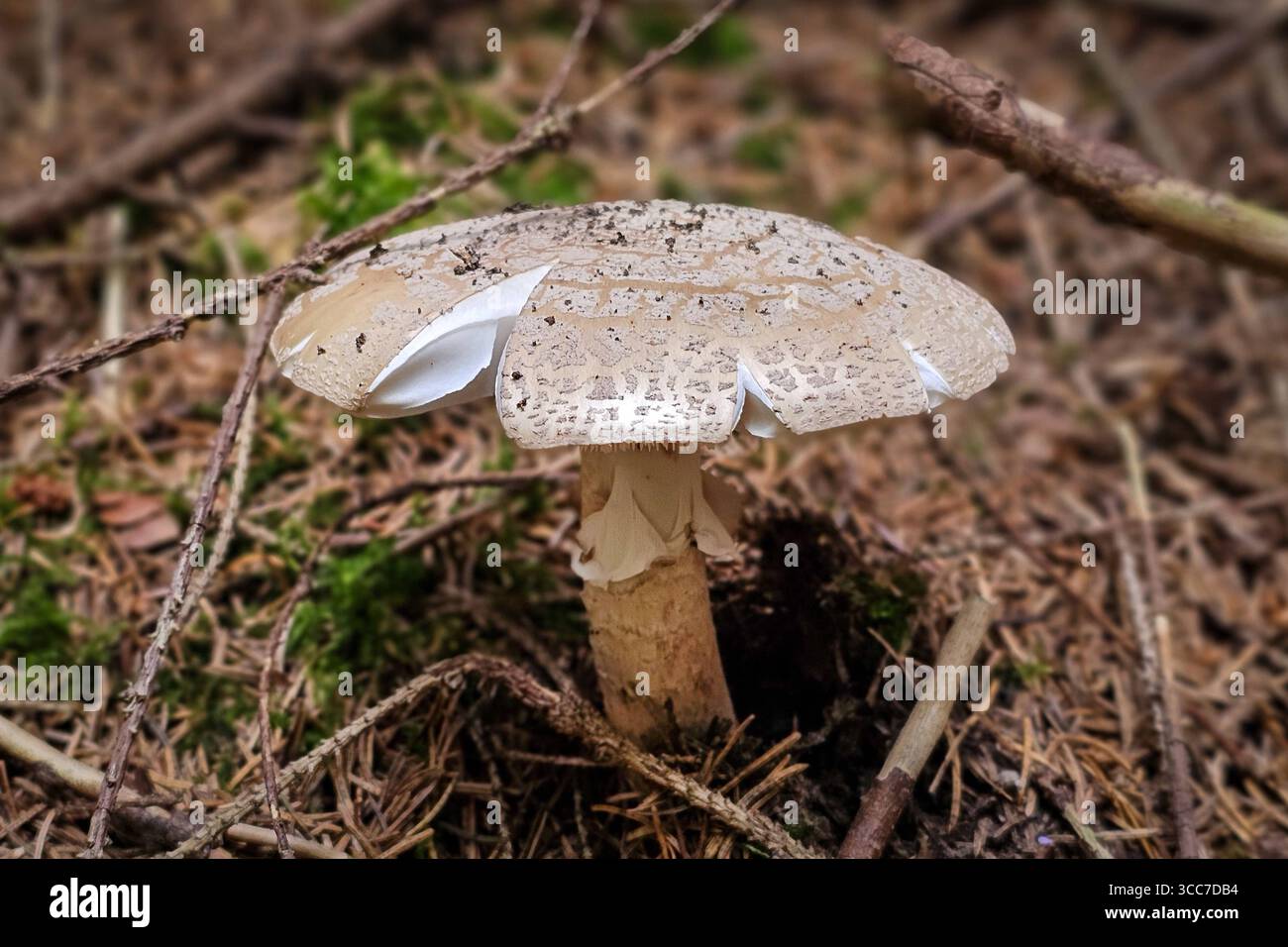 Ein frisch aus dem Boden gewachsener Perlpilz Amanita rubescens, auch Rötender Wulstling genannt, steht in einem Wald bei Annaberg-Buchholz. Im Erzgebirge Hat die Pilzsaison begonnen, nach dem feuchten Wetter der letzten Tage wachsen jetzt viele Pilze. Der Perlpilz ist ein gute Speisepilz kann aber leicht mit dem giftigen Pantherpilz verwechselt werden. Annaberg-Buchholz Sachsen Deutschland *** Un fungo di perle appena coltivato Amanita rubescens , chiamato anche fungo rossastro, sorge in una foresta vicino ad Annaberg Buchholz nell'Erzgebirge la stagione dei funghi è iniziata, dopo il tempo umido o Foto Stock
