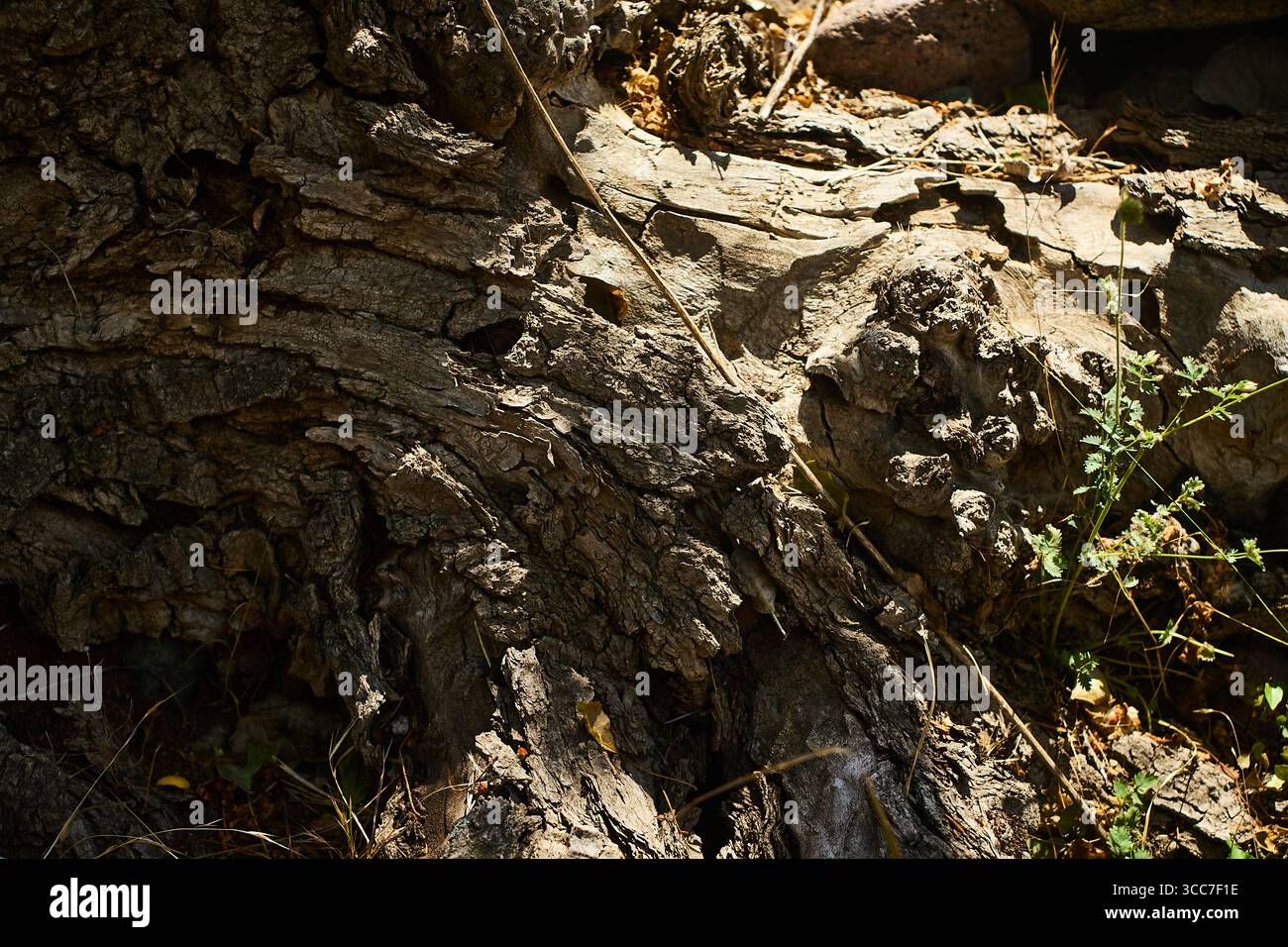 Primo piano dettagliato di corteccia di alberi grezzi con crepe, scanalature e nodi, fotografato a Boshkyzylsay, Uzbekistan, luglio 2025. Foto Stock