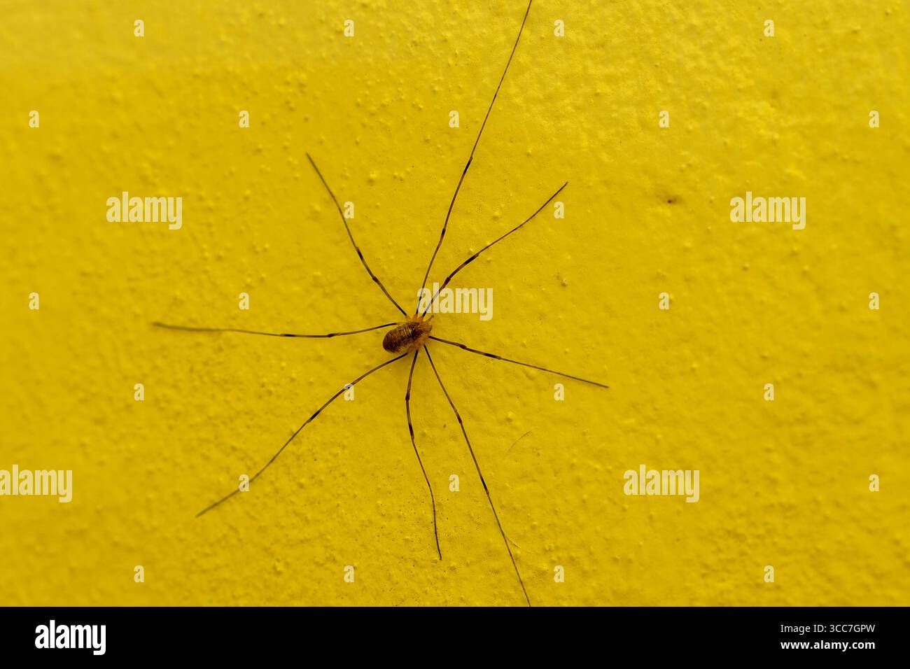 Italia - 5 agosto 2025: Un mietitore dalle gambe estremamente lunghe si diffonde a forma di stella su una superficie liscia. La macro shot mostra i dettagli dell'aracnide adatto per argomenti come la natura, la casa e il controllo dei parassiti. *** Ein Weberknecht mit extrem langen Beinen breitet sich sternförmig auf einer glatten Fläche aus. Die Makroaufnahme zeigt Details des Spinnentiers geeignet für Themen wie Natur, Haushalt und Schädlingskontrolle. Foto Stock