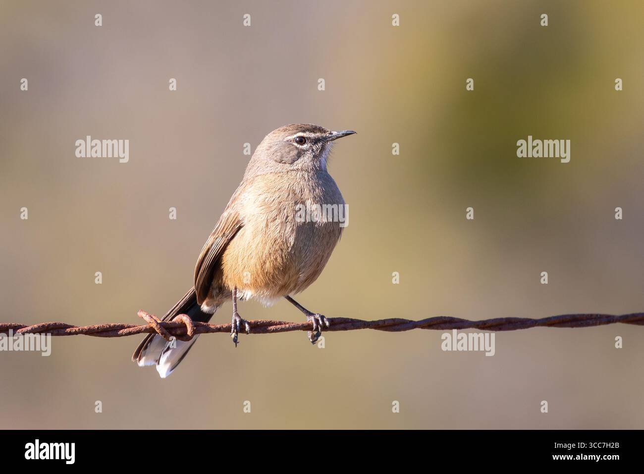 Karoo Scrub Robin (Cercotrichas coryphaeus) arroccato sul filo, Capo Occidentale, Sudafrica. Questo uccello endemico è un allevatore cooperativo facultativo, come Th Foto Stock