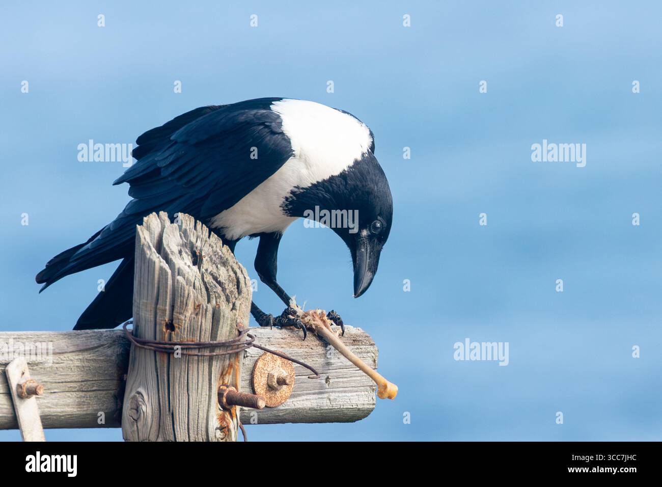 Crow (Corvus albus) arroccato su un vecchio palo di legno con osso scavenged, Rooiels, Capo Occidentale, Sud Africa Foto Stock