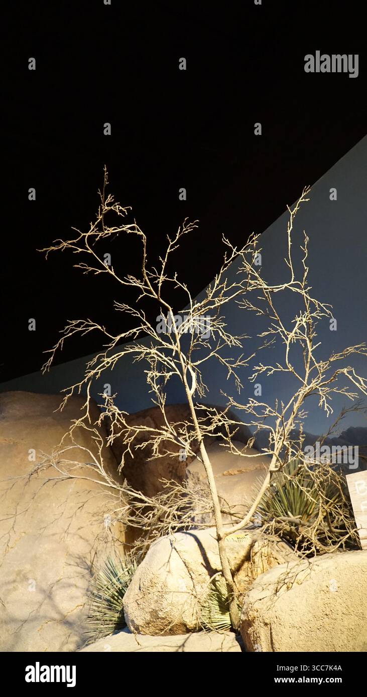 Un albero del deserto essiccato esposto in un habitat roccioso del deserto, con massi color sabbia e vegetazione sparsa sotto una spettacolare illuminazione Foto Stock