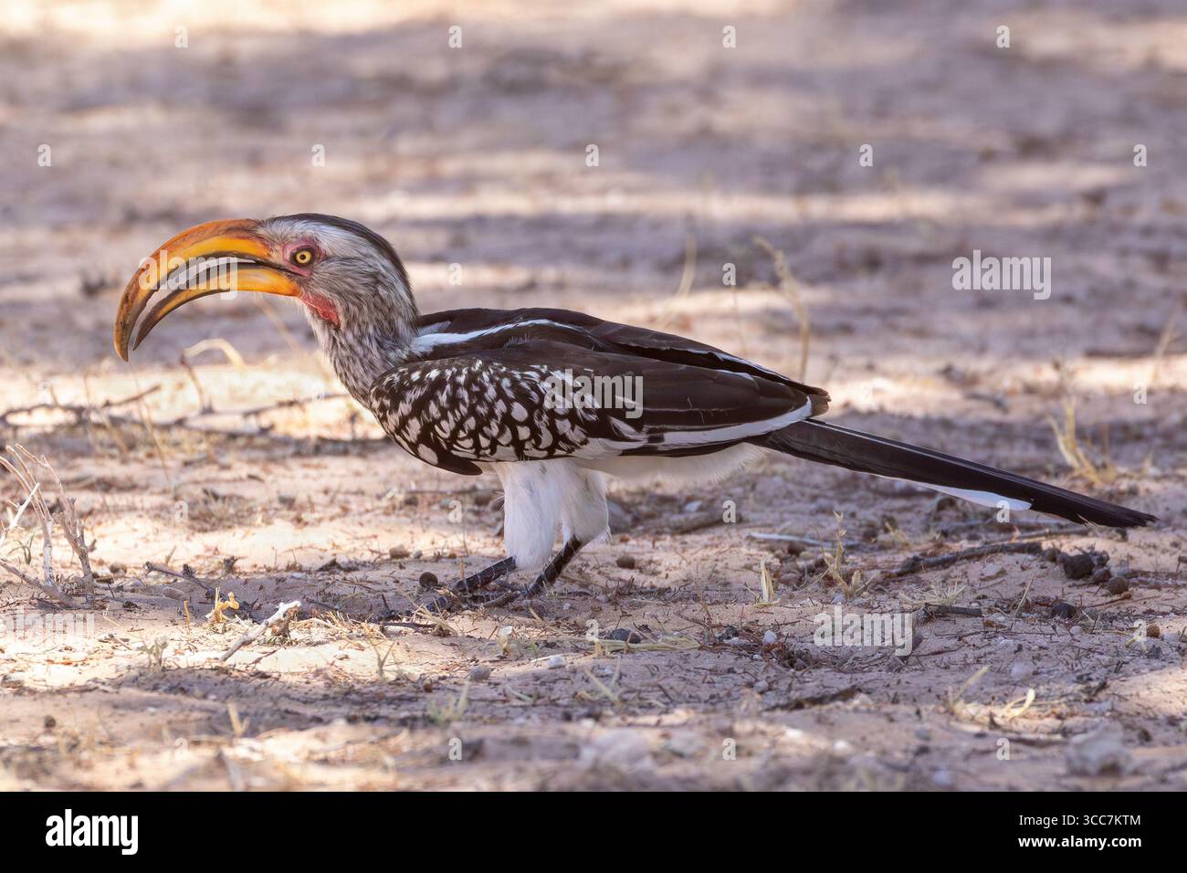 Hornbill a becco giallo meridionale (Tockus leucomelas) che si forgia su dune rosse, Kgalagadi Transborder Park, Kalahari, Northern Cape, Sud Africa Foto Stock