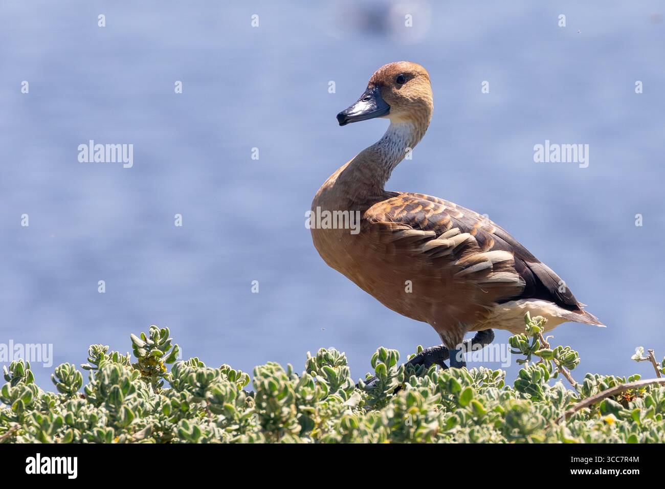 Fulvous Whistling Duck, (Dendrocygna bicolor) Strandfontein fognature, città del Capo, Sud Africa, un popolare punto di osservazione degli uccelli Foto Stock