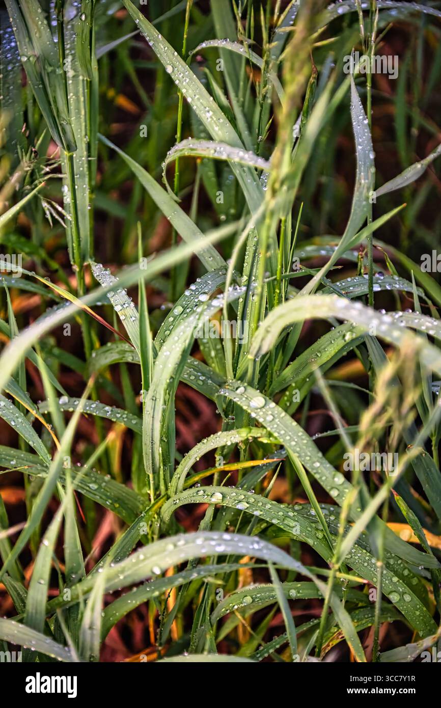 Vista ravvicinata delle vivaci lame d'erba verde che brillano con delicate gocce di rugiada mattutina, catturando la fresca quiete di un nuovo giorno in natura. Foto Stock