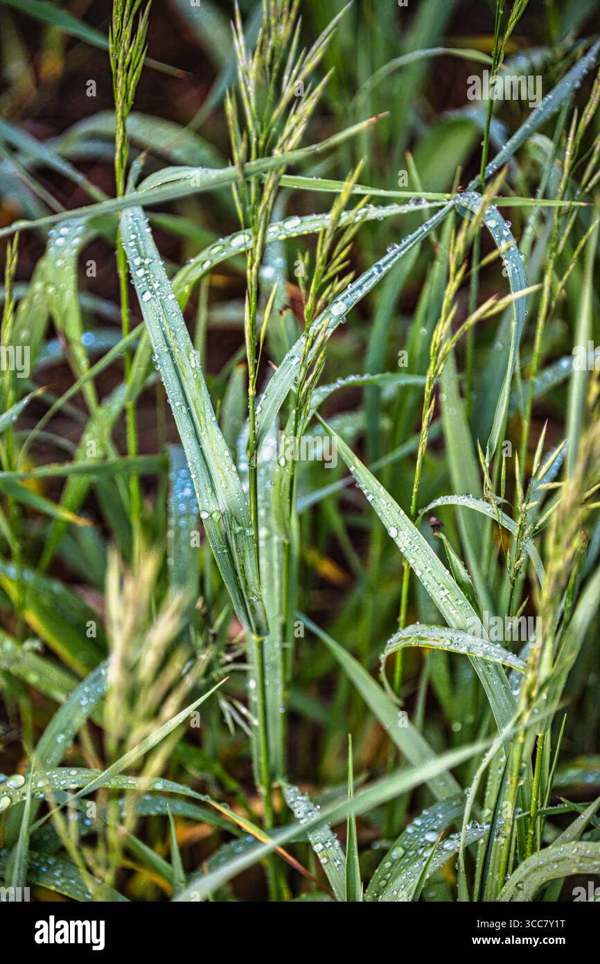 Un delicato primo piano di sottili lame di erba verde adornate da scintillanti gocce di rugiada, illuminate delicatamente dal caldo bagliore della mattina presto. Foto Stock