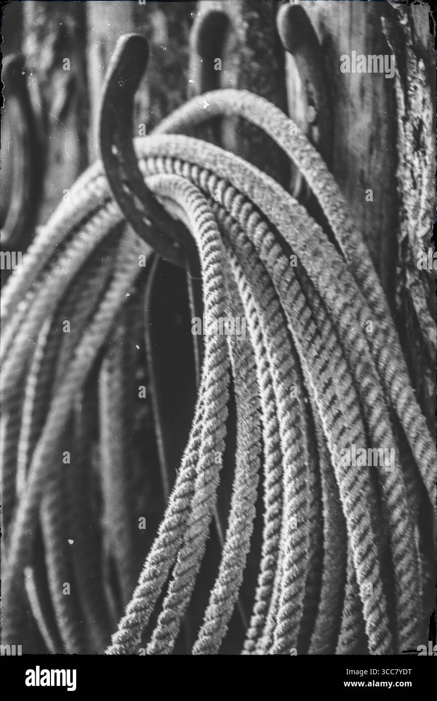 Un lazo ben avvolto è appeso a un gancio a forma di ferro di cavallo e le sue fibre intrecciate sono simbolo dell'abilità e della disponibilità dei cowboy, in attesa della prossima corsa Foto Stock
