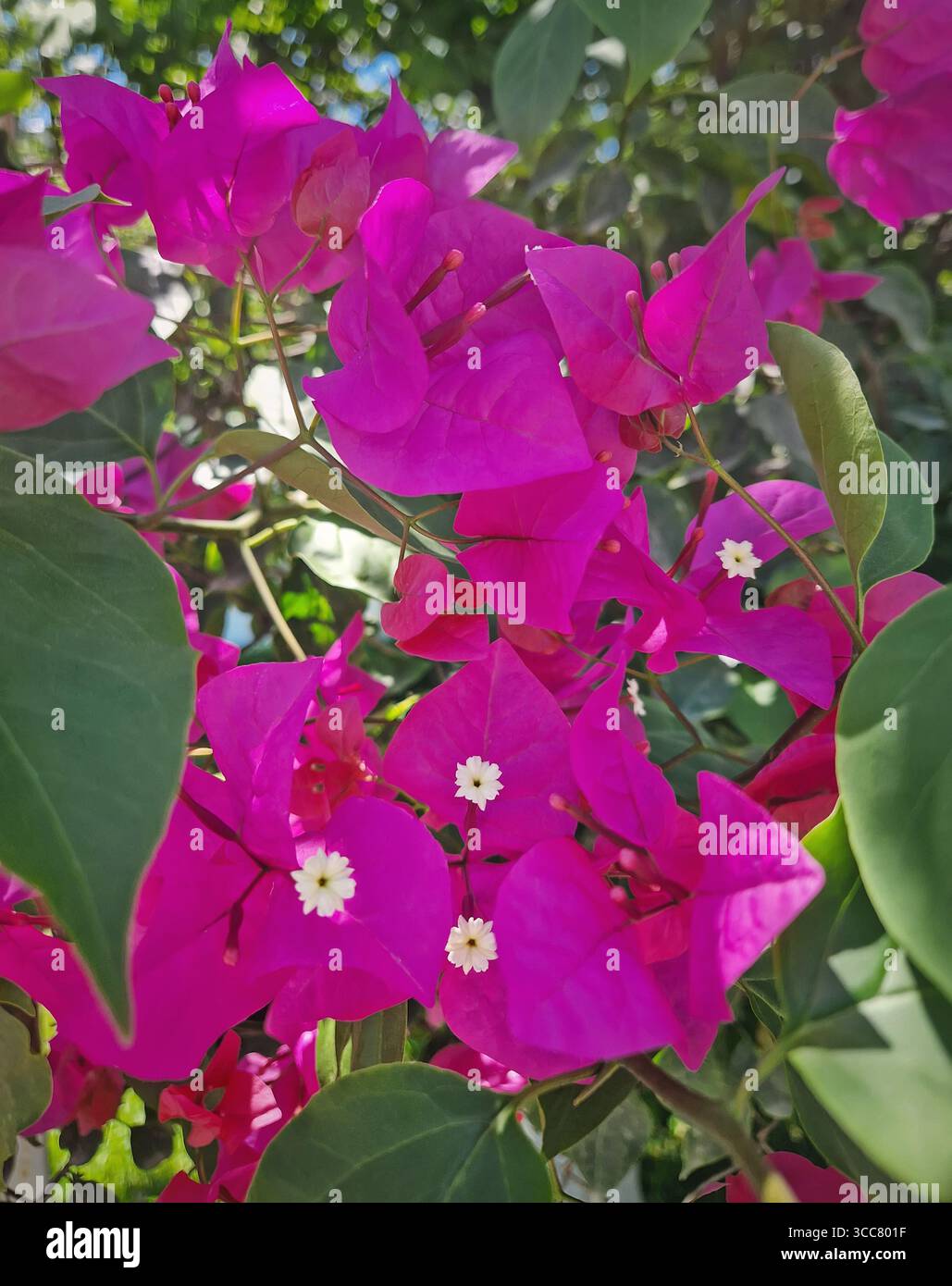 Primi piani vivaci fiori di bouganville magenta con piccoli centri bianchi, circondati da lussureggianti foglie verdi. La luce del sole mette in risalto i colori intensi, Foto Stock