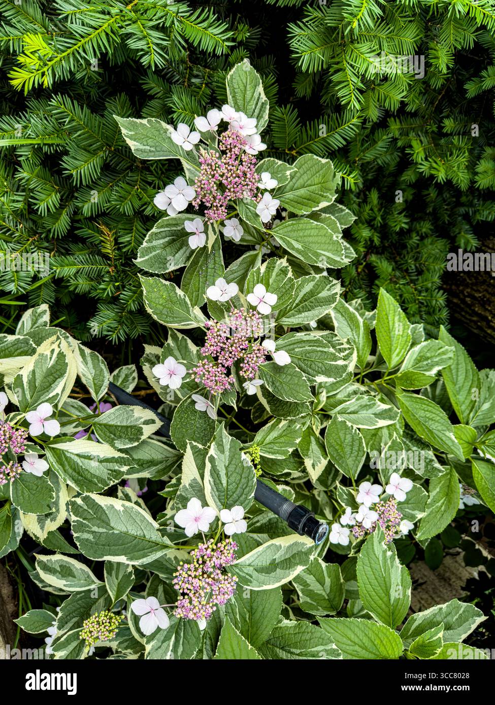 Hydrangea macrophylla, Lacecap Hydrangea o Mophead Hydrangea Foto Stock