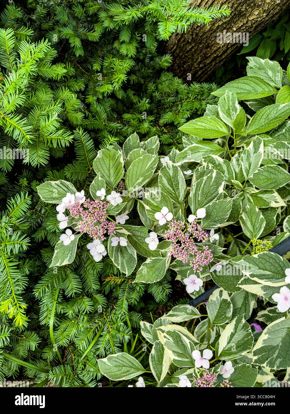 Hydrangea macrophylla, Lacecap Hydrangea o Mophead Hydrangea Foto Stock