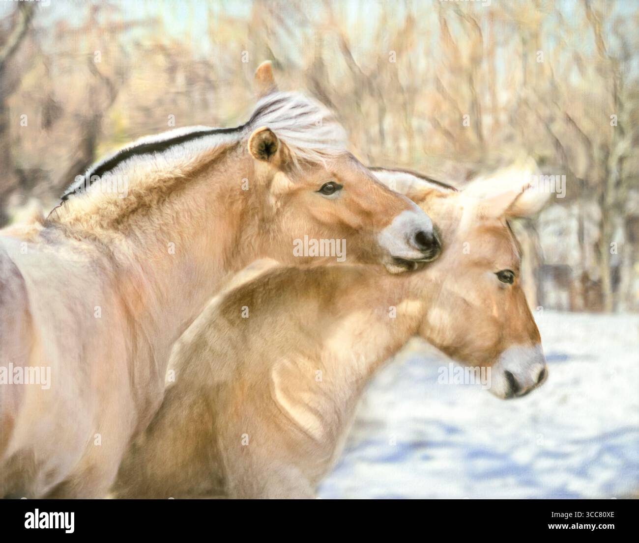 i Pony colts, cavalli norvegesi del fiordo, giocano nel paddock innevato. Foto artistiche digitali stilizzate. Foto Stock