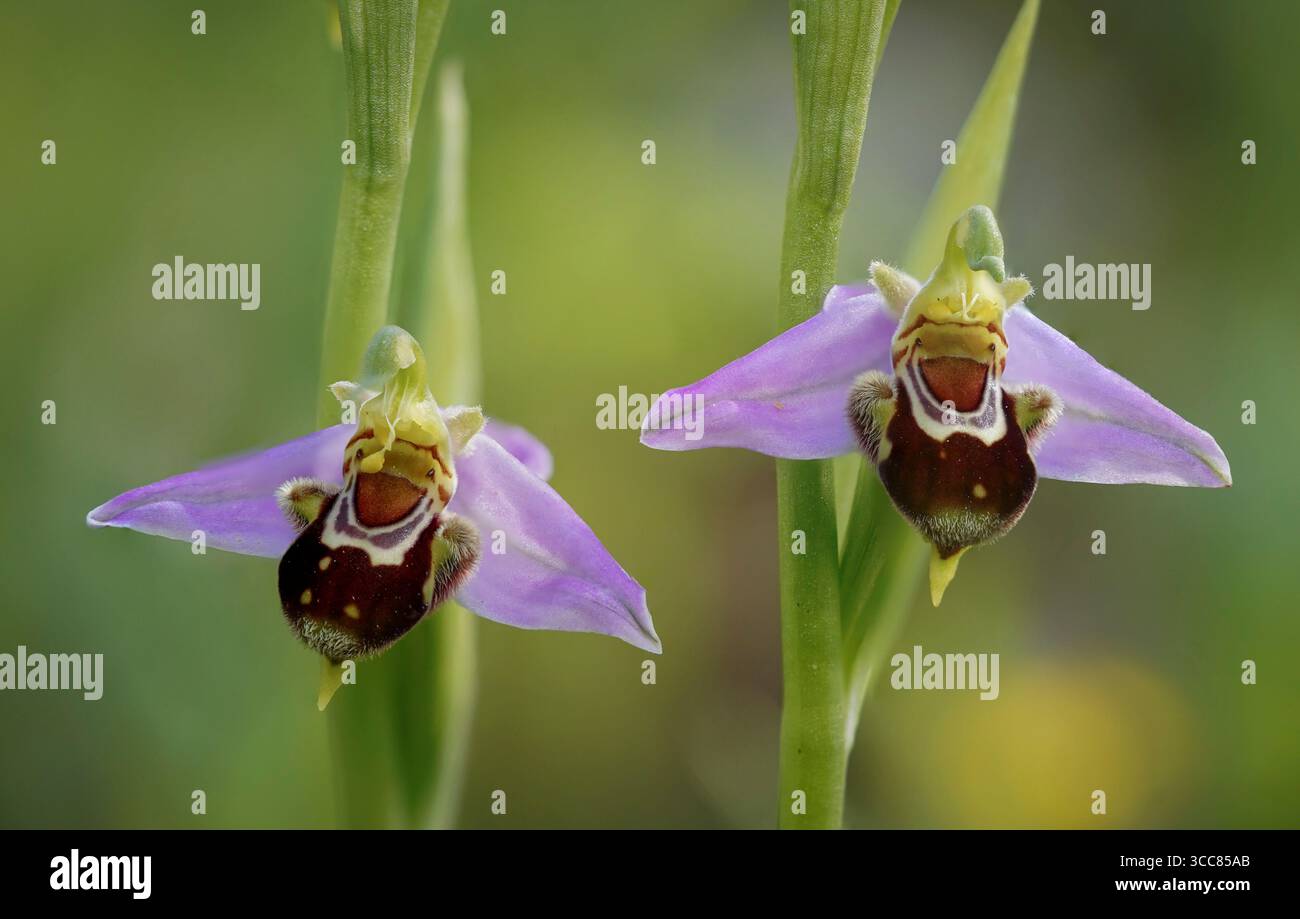 Orchidea delle api, apifera delle orchidee selvatiche in Andalusia, Spagna. Foto Stock