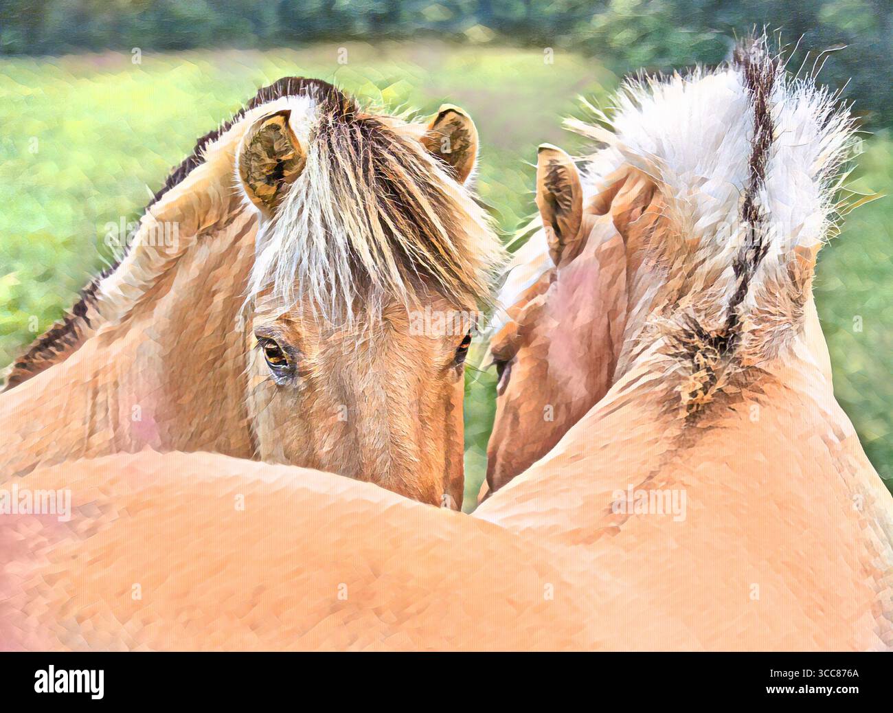 La fotografia digitale stilizzata di due pony norvegesi del fiordo si avvicinano socoializzando Foto Stock