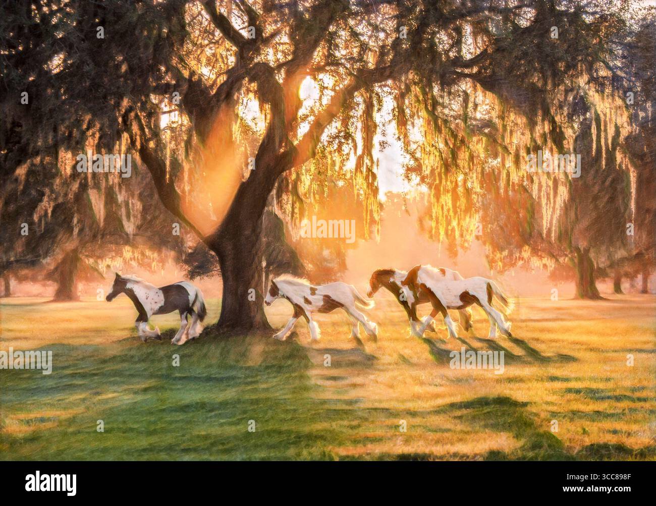 Mandria di sveglie di cavalli Gypsy Vanner corrono al tramonto sotto gli alberi di quercia dal vivo. Foto artistiche digitali stilizzate. Foto Stock