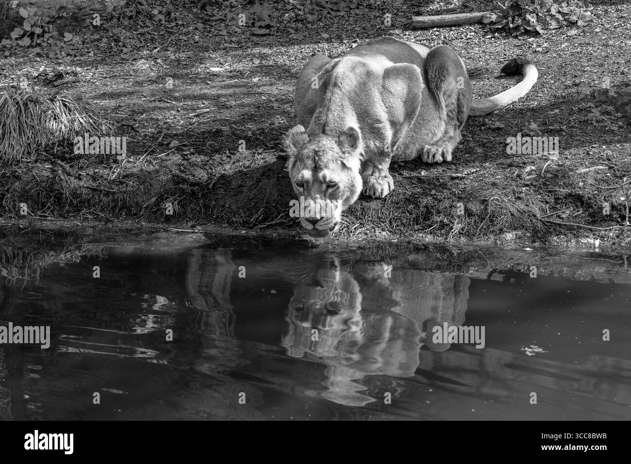 Acqua potabile Lioness con riflesso in monocromia Foto Stock