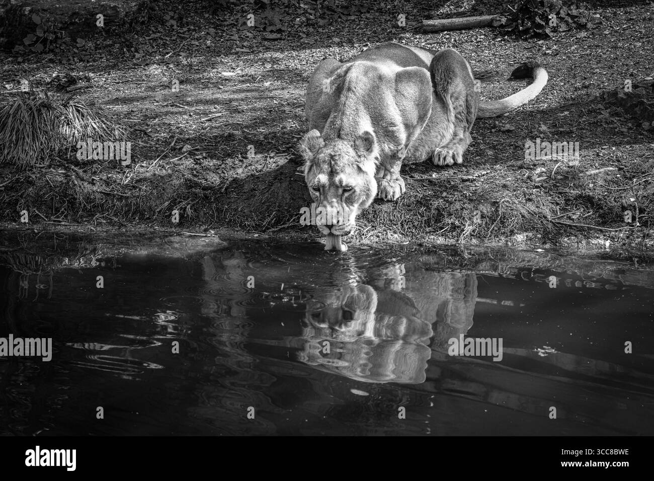 Acqua potabile Lioness con riflesso in monocromia Foto Stock