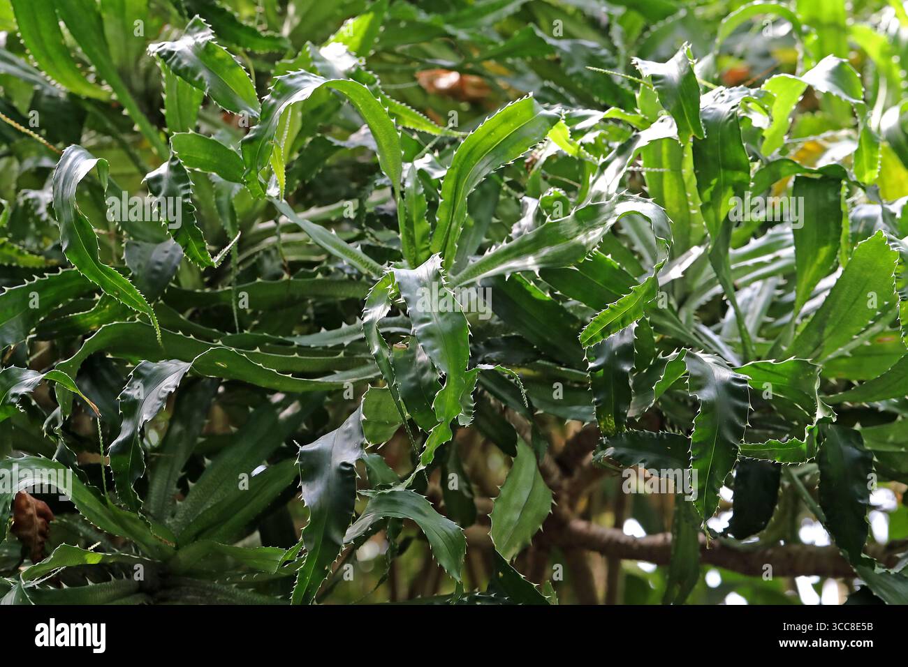 Vite Pine o vite Palm, Pandanus pristis, Pandanaceae. Madagascar, Africa. Pianta con lunghe foglie verdi scure sovrapposte con crescite simili alla colonna vertebrale. Foto Stock