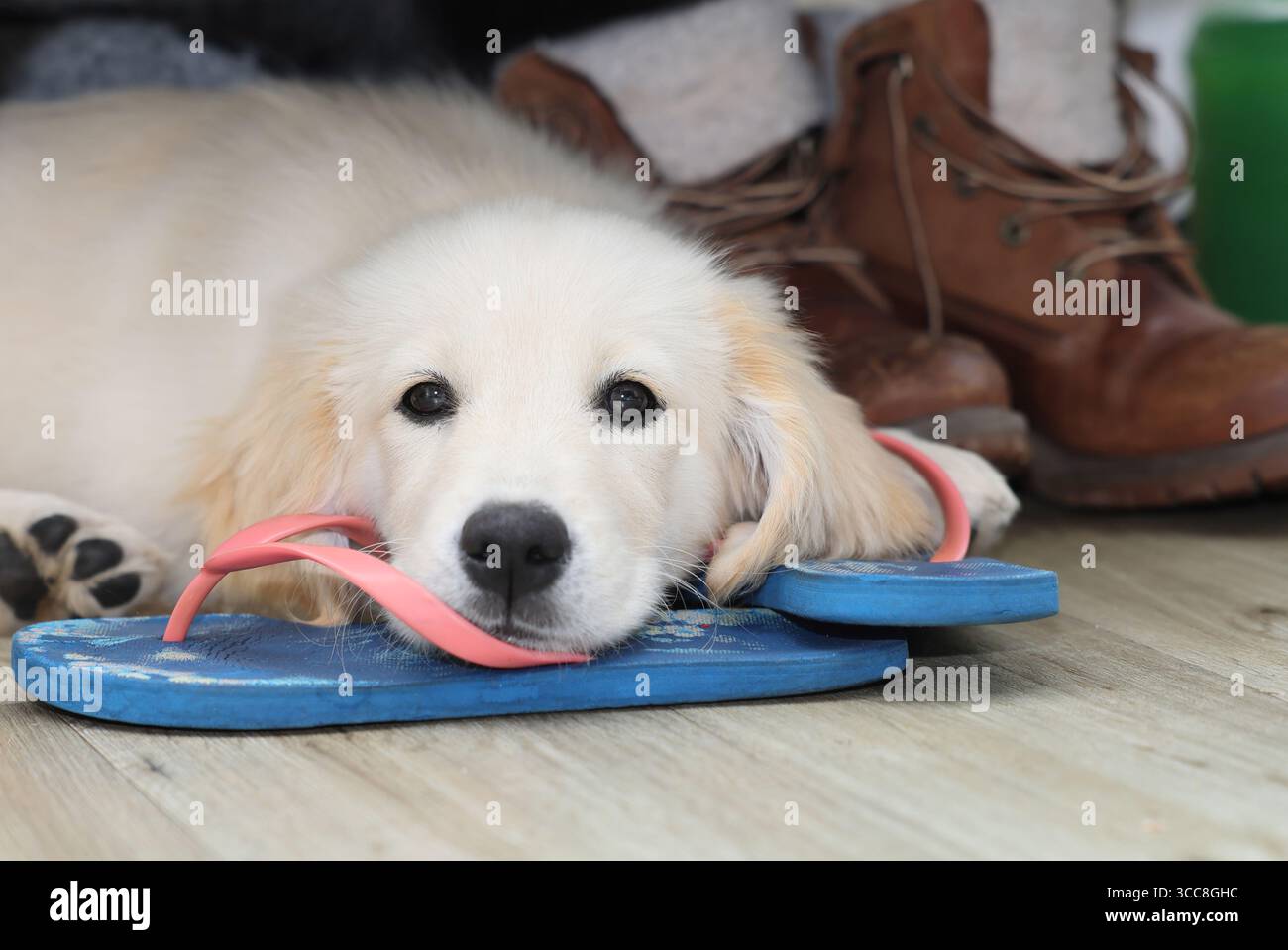 Cucciolo Golden Retriever a casa nel Sussex, Regno Unito Foto Stock