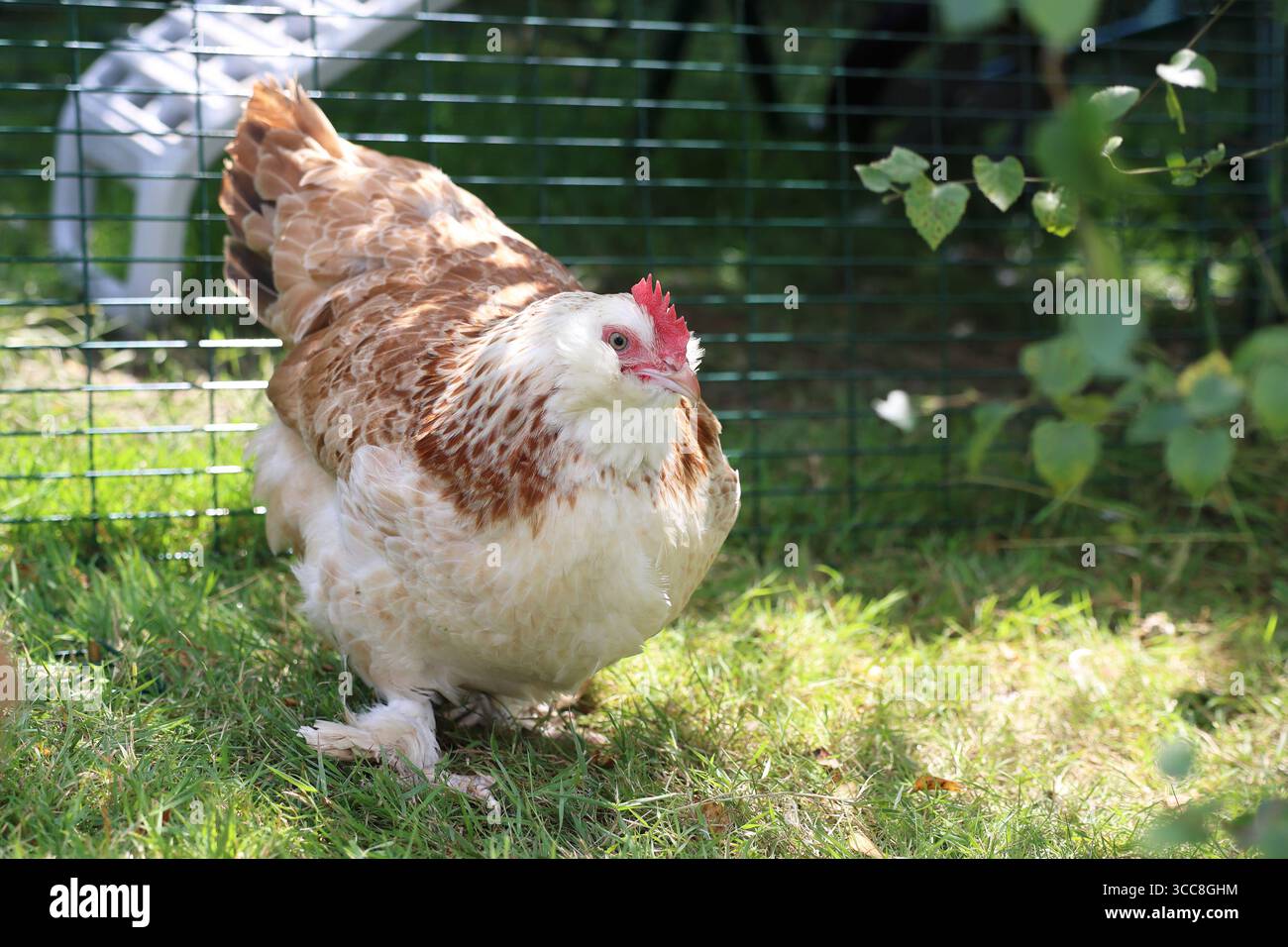 I polli Faverolles di salmone, di origine francese, sono docili e divertenti animali domestici di famiglia in una culla in un giardino del Sussex, Regno Unito Foto Stock