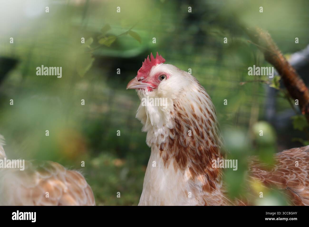 I polli Faverolles di salmone, di origine francese, sono docili e divertenti animali domestici di famiglia in una culla in un giardino del Sussex, Regno Unito Foto Stock