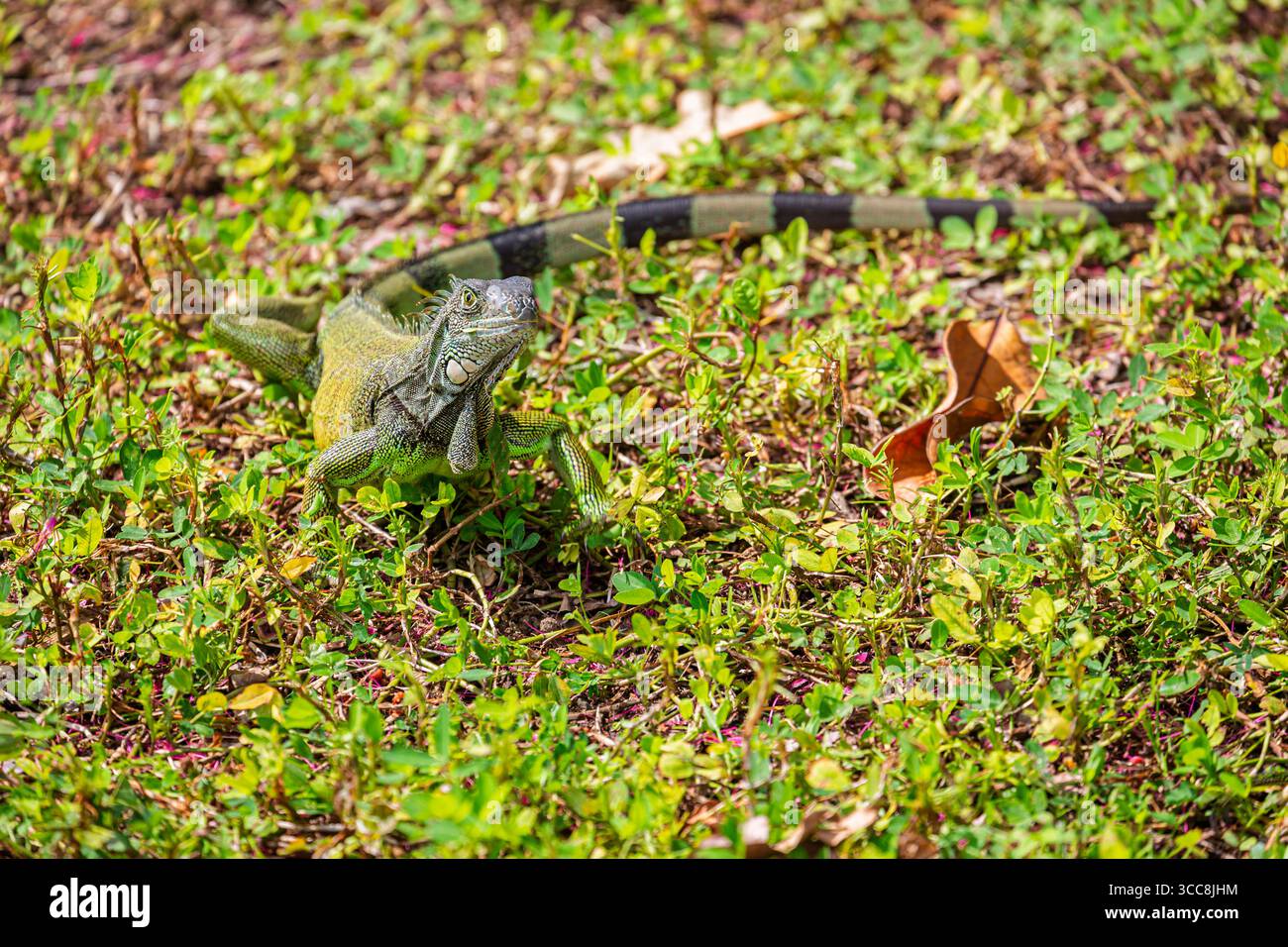 Iguana verde (iguana iguana) nel Parco Seminario, noto anche come Parco Iguana (Parque de las Iguanas) a Guayaquil, seconda città dell'Ecuador, Sud America Foto Stock