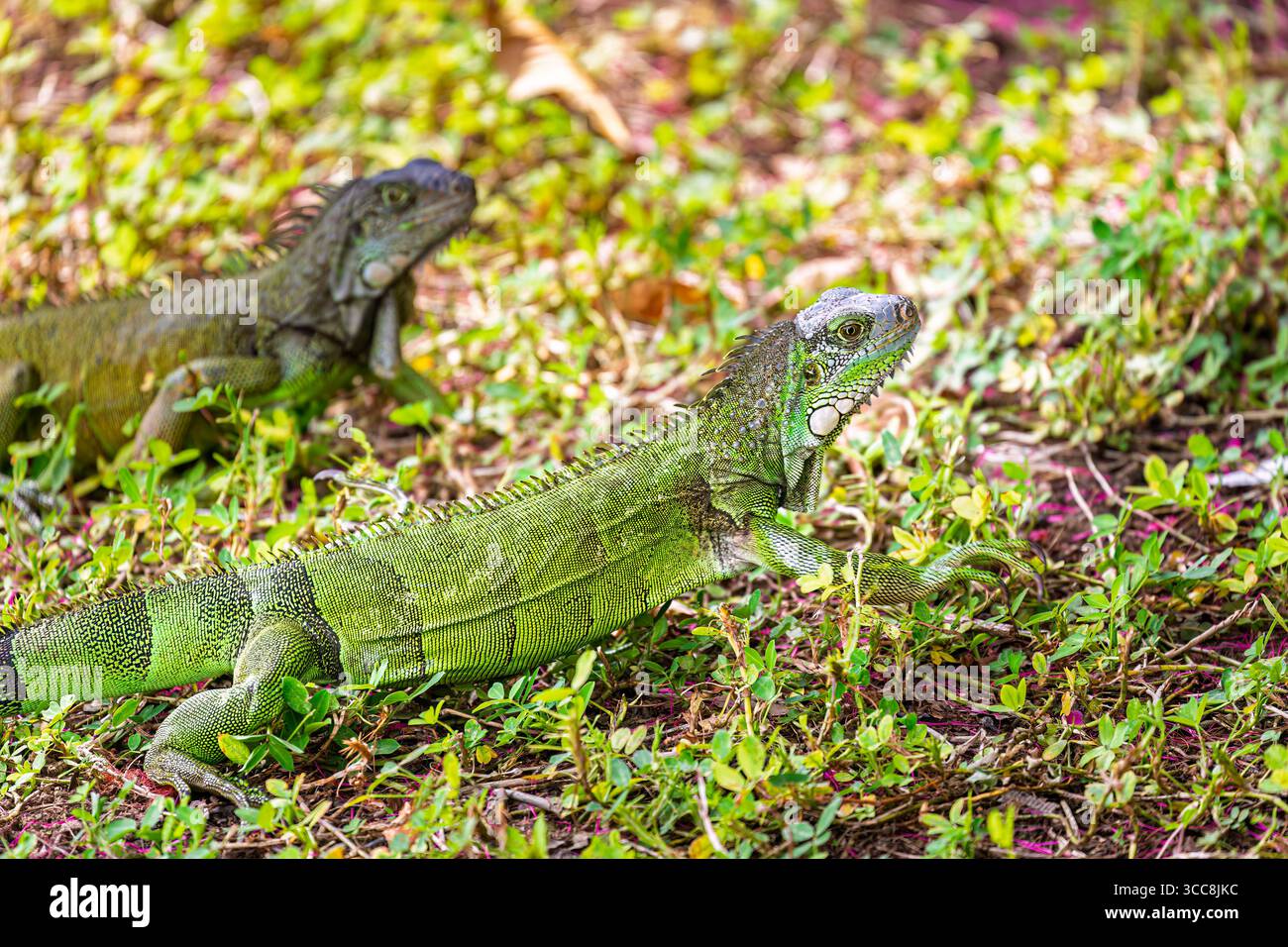 Iguana verde (iguana iguana) nel Parco Seminario, noto anche come Parco Iguana (Parque de las Iguanas) a Guayaquil, seconda città dell'Ecuador, Sud America Foto Stock