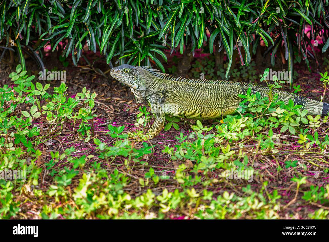Iguana verde (iguana iguana) nel Parco Seminario, noto anche come Parco Iguana (Parque de las Iguanas) a Guayaquil, seconda città dell'Ecuador, Sud America Foto Stock