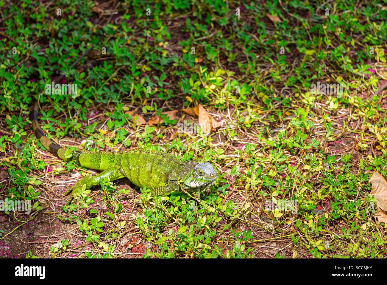 Iguana verde (iguana iguana) nel Parco Seminario, noto anche come Parco Iguana (Parque de las Iguanas) a Guayaquil, seconda città dell'Ecuador, Sud America Foto Stock