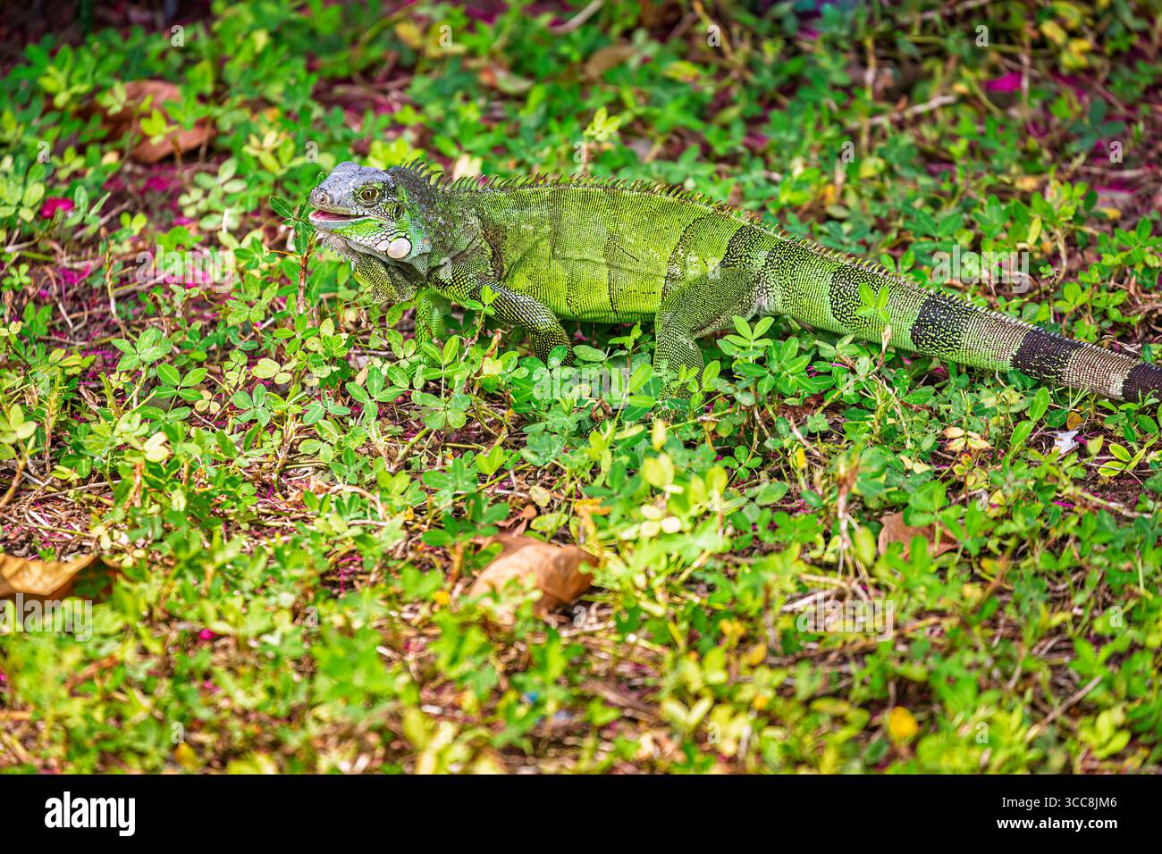 Iguana verde (iguana iguana) nel Parco Seminario, noto anche come Parco Iguana (Parque de las Iguanas) a Guayaquil, seconda città dell'Ecuador, Sud America Foto Stock