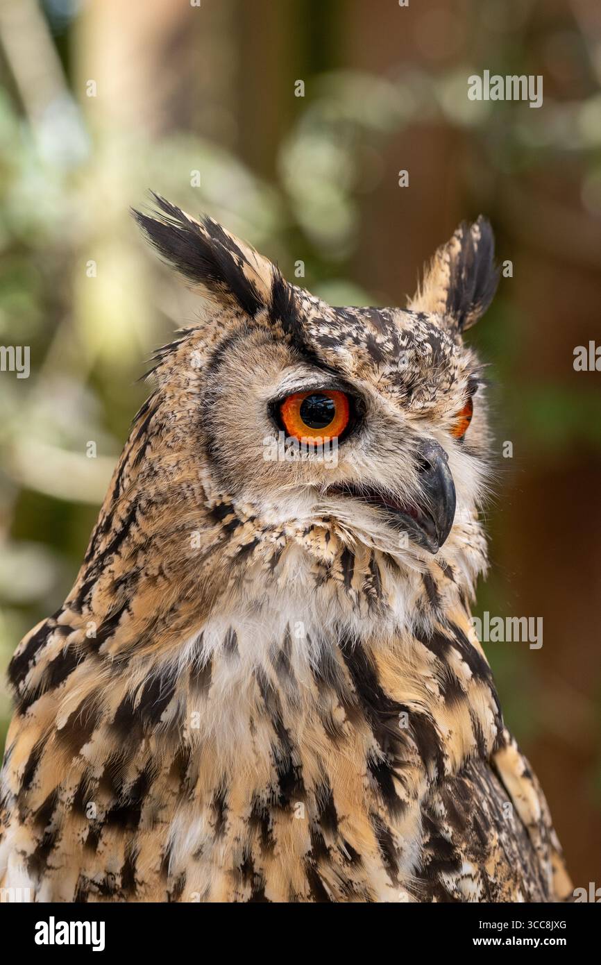 Primo piano del gufo eurasiatico con occhi arancioni e ciuffi di orecchie Foto Stock
