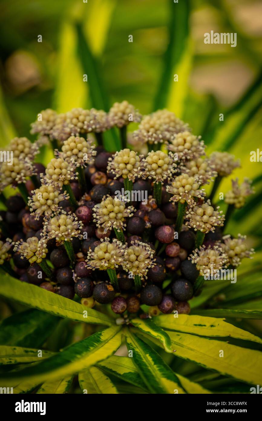 Una vista ravvicinata dei boccioli di fiori annidati tra foglie verdi e gialle, catturando l'essenza della bellezza naturale e la vibrante energia della vita vegetale. Foto Stock