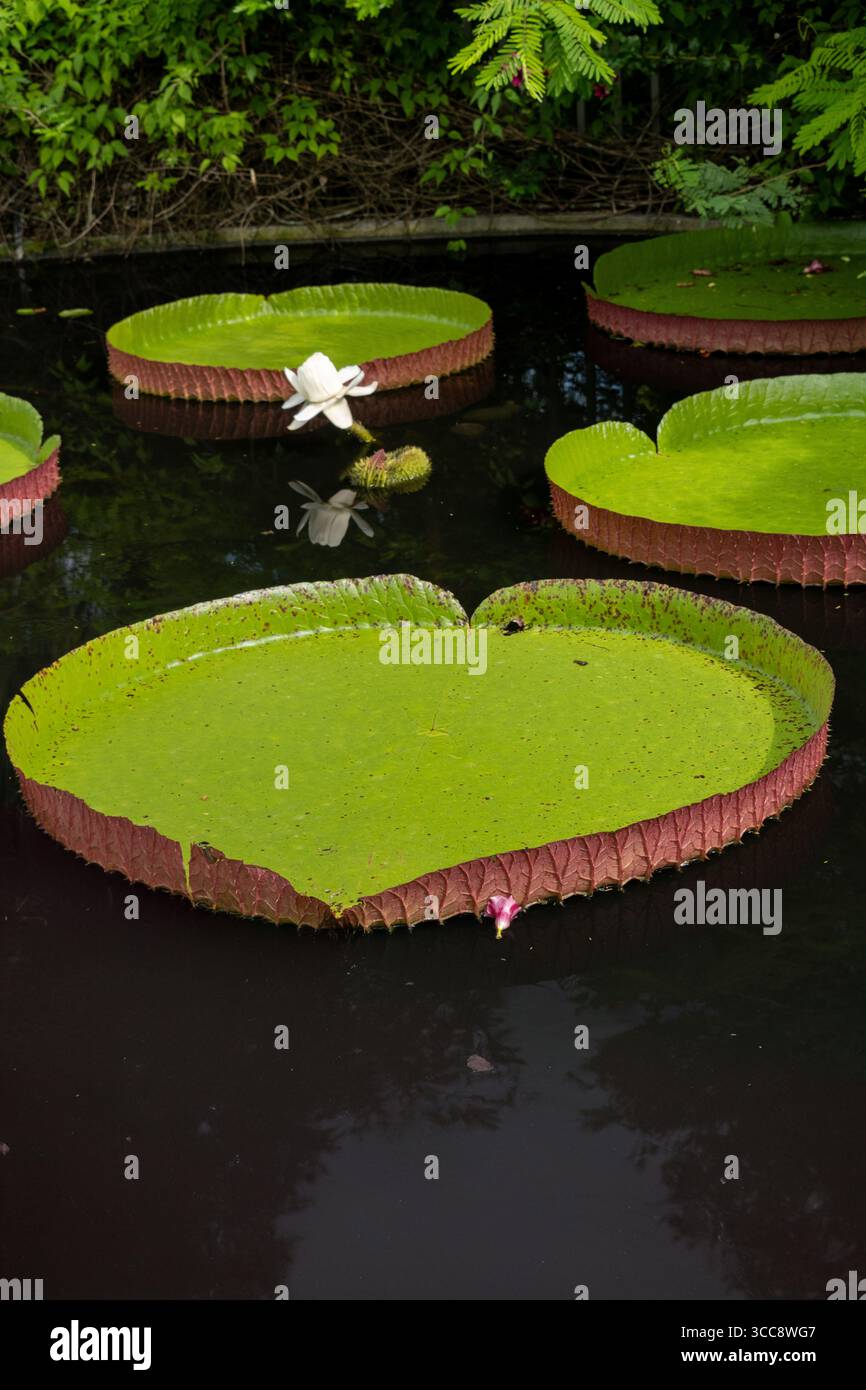 Un'immagine che mostra giganti e vibranti giglio verdi che fluttuano graziosamente sulla superficie scura di uno stagno, accompagnati da delicati fiori rosa e bianchi, Foto Stock