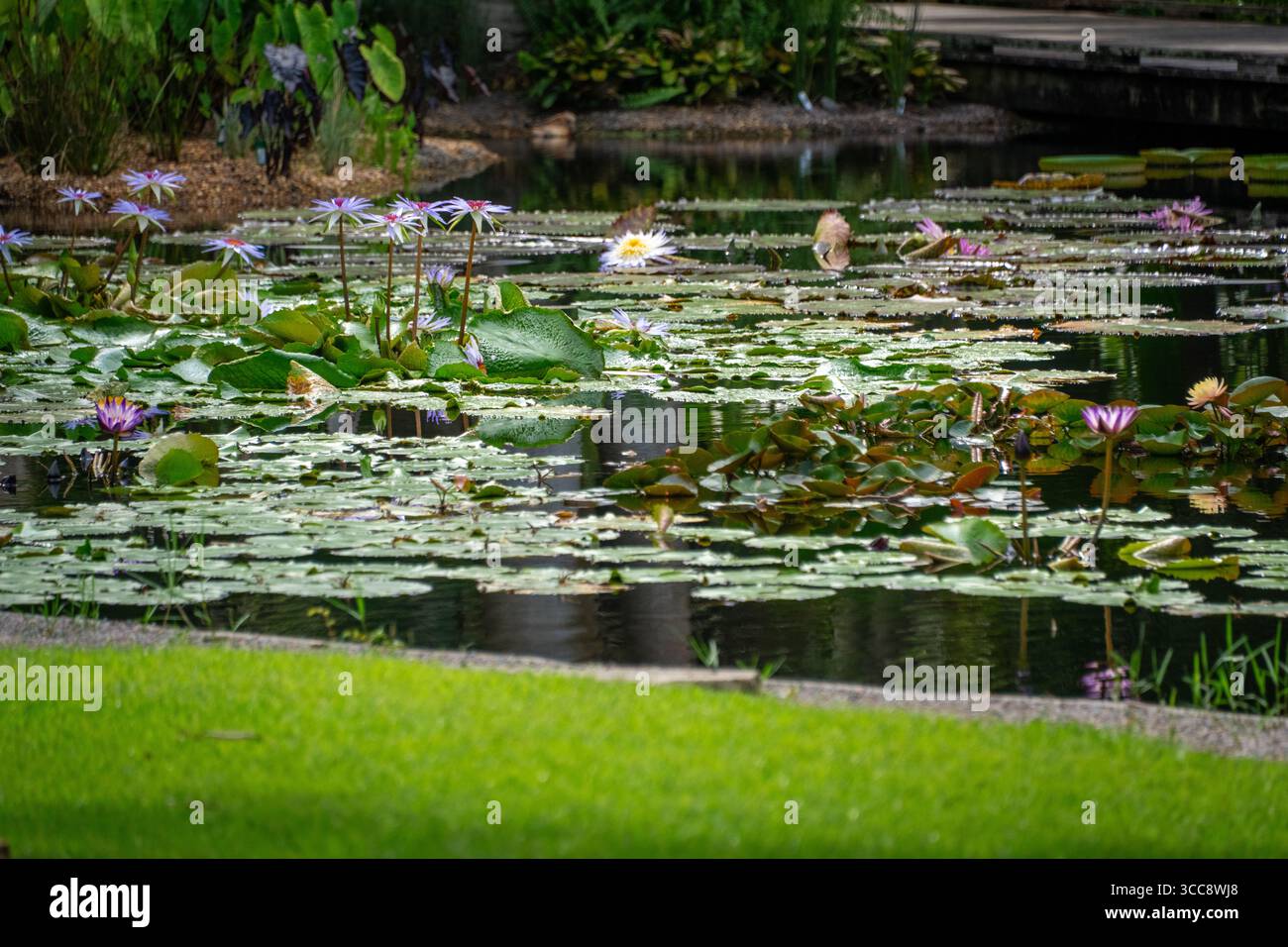 Questa immagine cattura un tranquillo laghetto con giardino adornato da ninfee in fiore, che offre una vista tranquilla e pittoresca della bellezza della natura e del tranqui Foto Stock