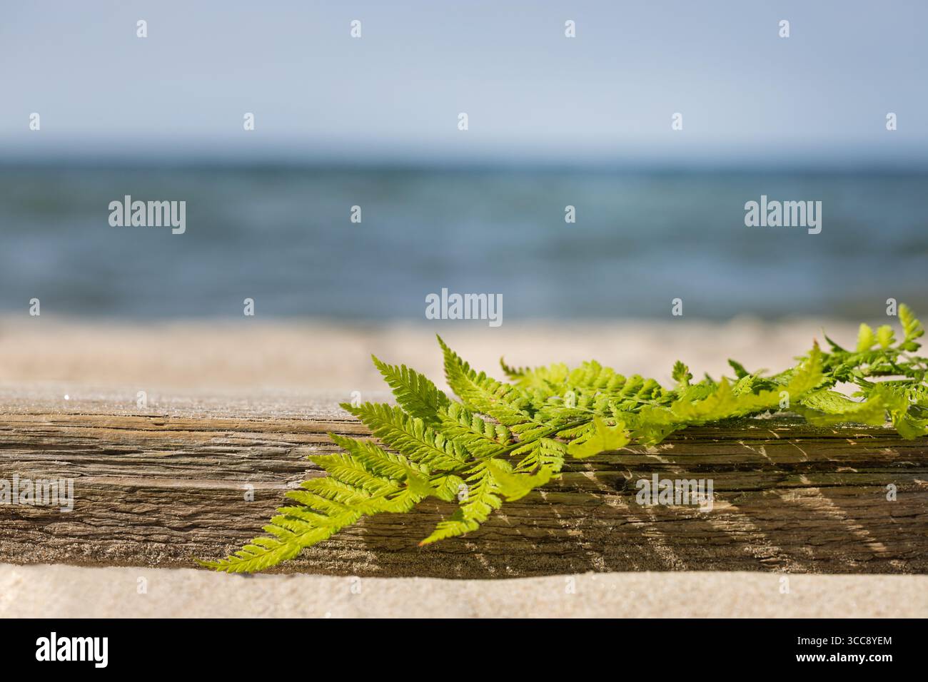 Foglie di felce verdi su tronchi di legno in spiaggia Foto Stock
