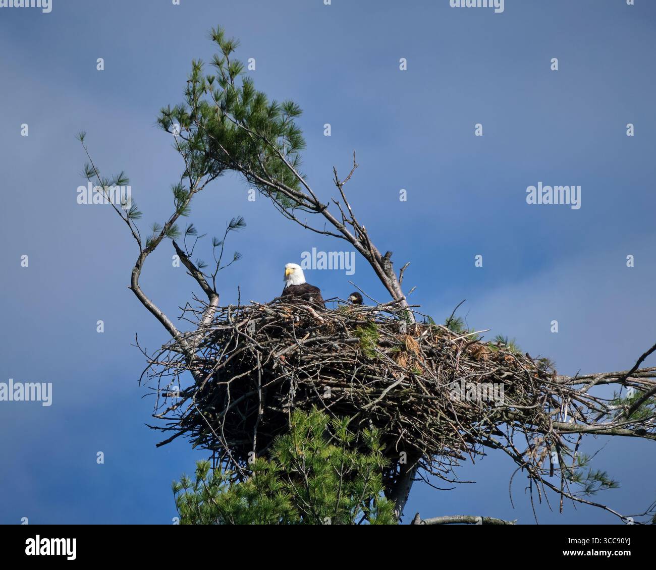 Un'aquila calva adulta si siede in un grande nido con un'aquila giovane che non ha ancora lasciato il nido. Foto Stock