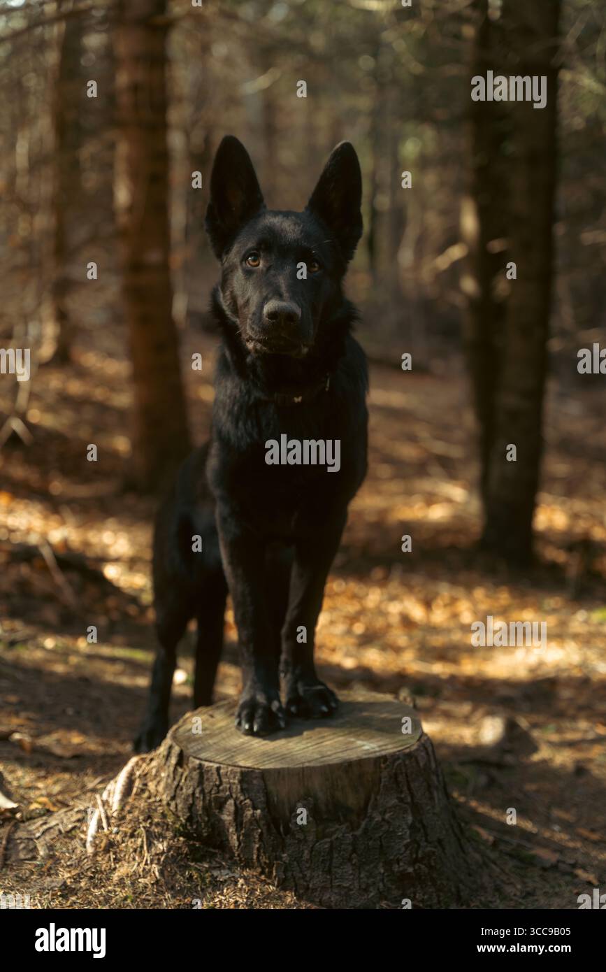 cane da pastore tedesco nero che posa su un tronco di legno nel legno - illuminazione cinematografica Foto Stock