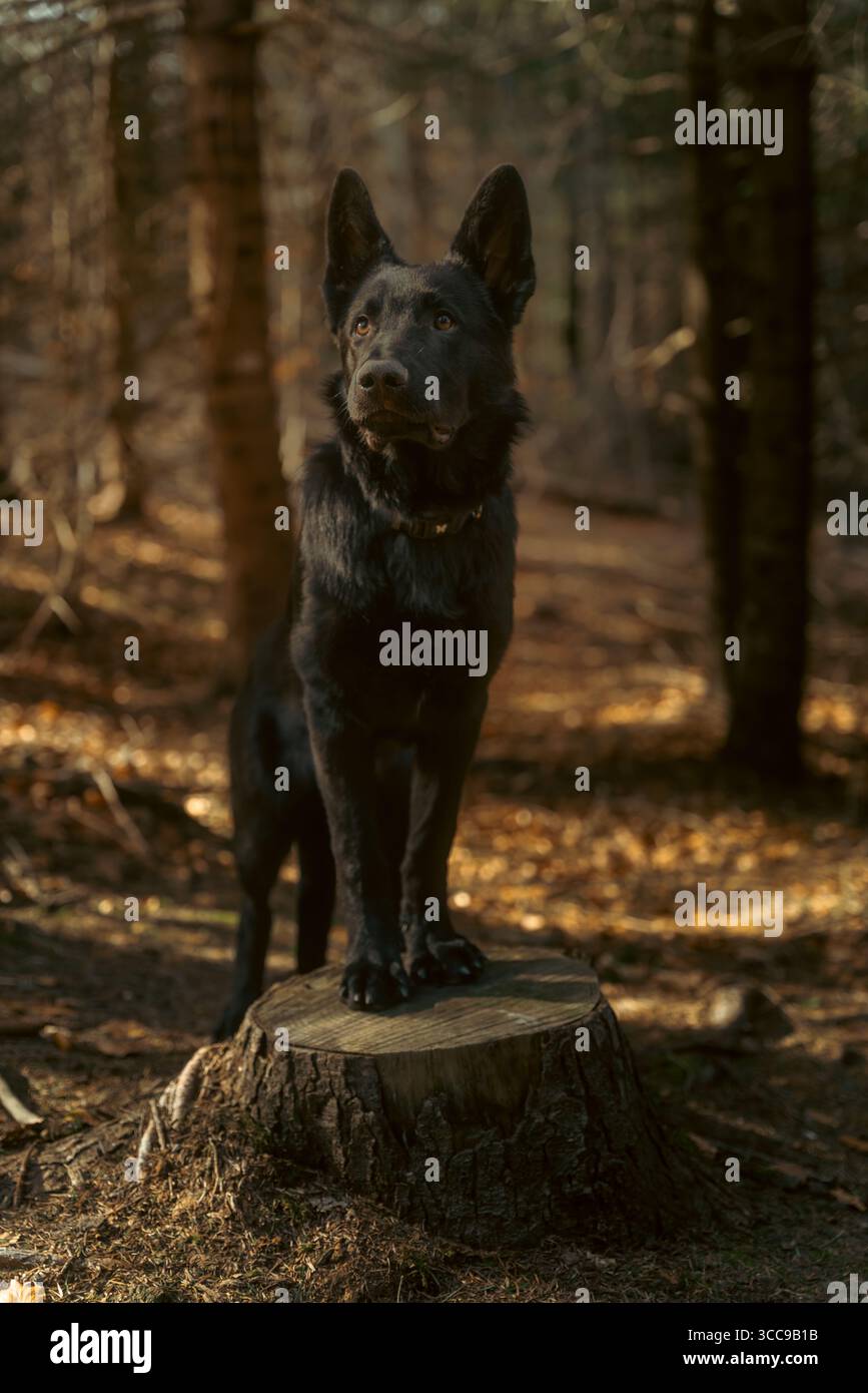 cane da pastore tedesco nero che posa su un tronco di legno nel legno - illuminazione cinematografica Foto Stock