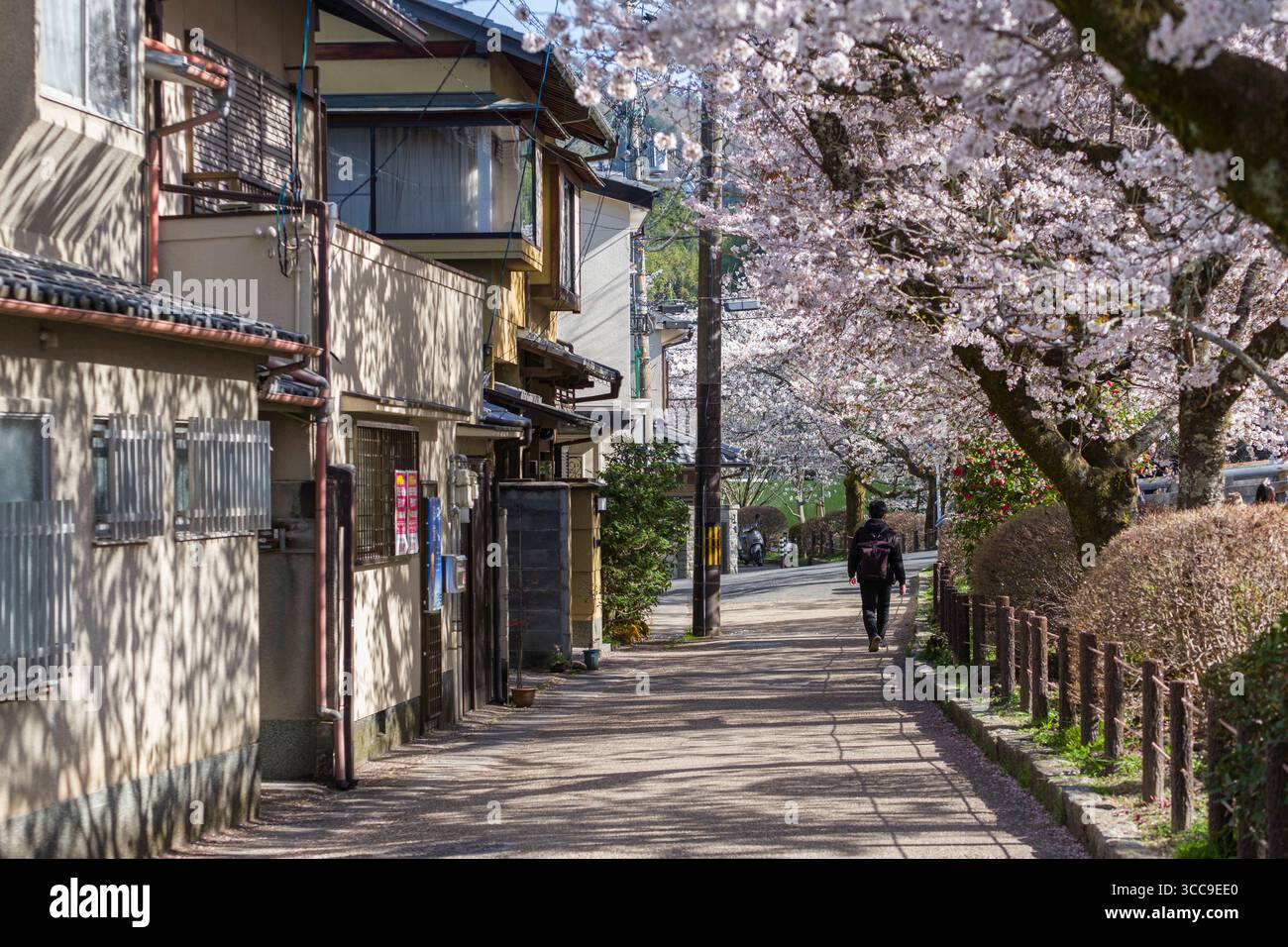Bellissimi ciliegi giapponesi in piena fioritura lungo il sentiero del filosofo, Tetsugaku No Michi, Jodoji Kamiminamidacho, Sakyo Ward, Kyoto, Kansai, tesoro Foto Stock