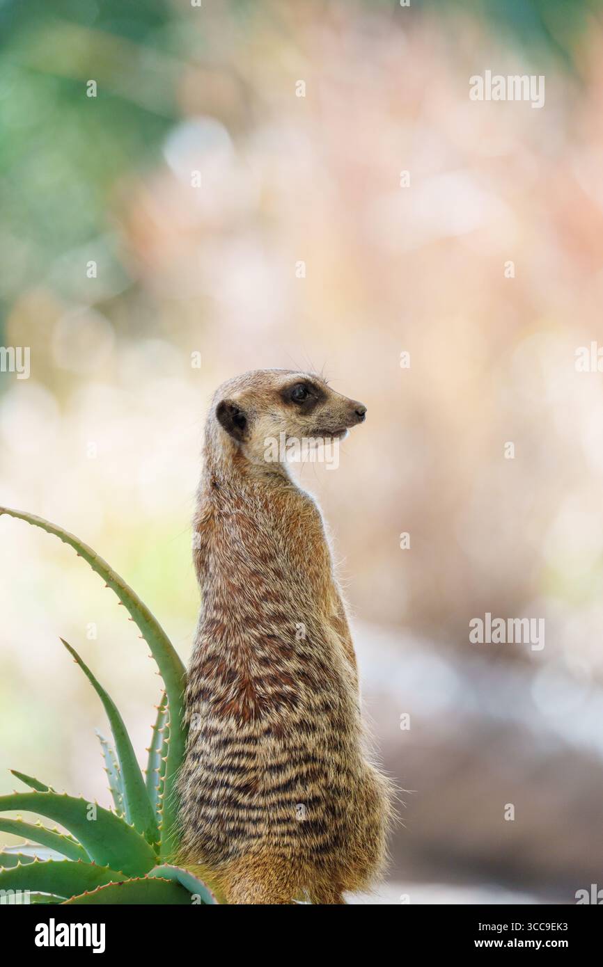 Animali allo zoo australiano, tra cui salumi, giraffe, dingo e koala. Foto Stock