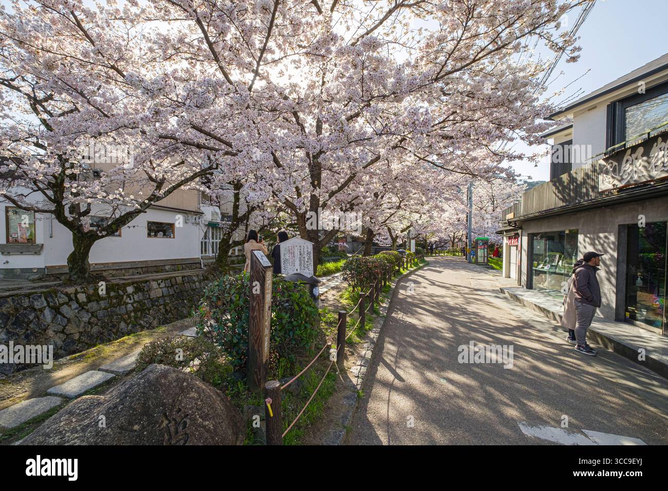 Splendidi ciliegi giapponesi in piena fioritura lungo Tetsugaku No Michi, Jodoji Ishibashicho, Sakyo Ward, Kyoto, Kansai, Honshu, Giappone Foto Stock