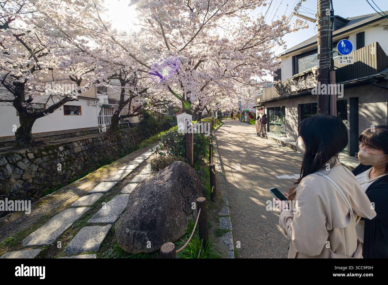 Splendidi ciliegi giapponesi in piena fioritura lungo Tetsugaku No Michi, Jodoji Ishibashicho, Sakyo Ward, Kyoto, Kansai, Honshu, Giappone Foto Stock